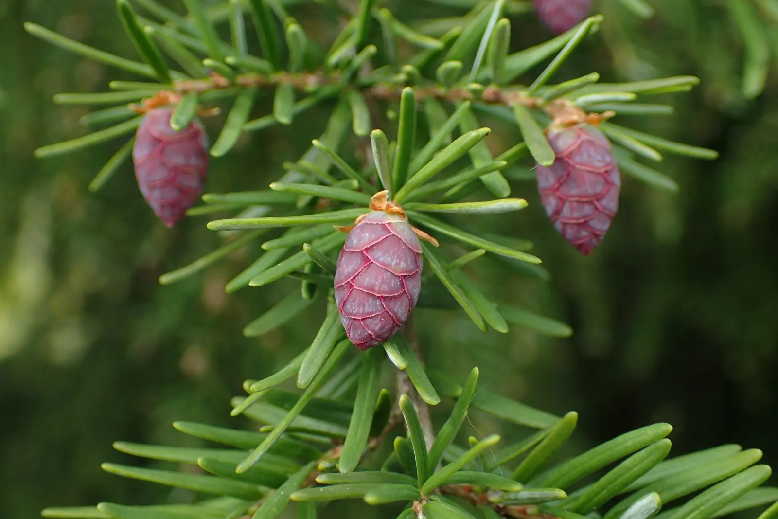 Western Hemlock (Tsuga Heterophylla) — both in height and spread