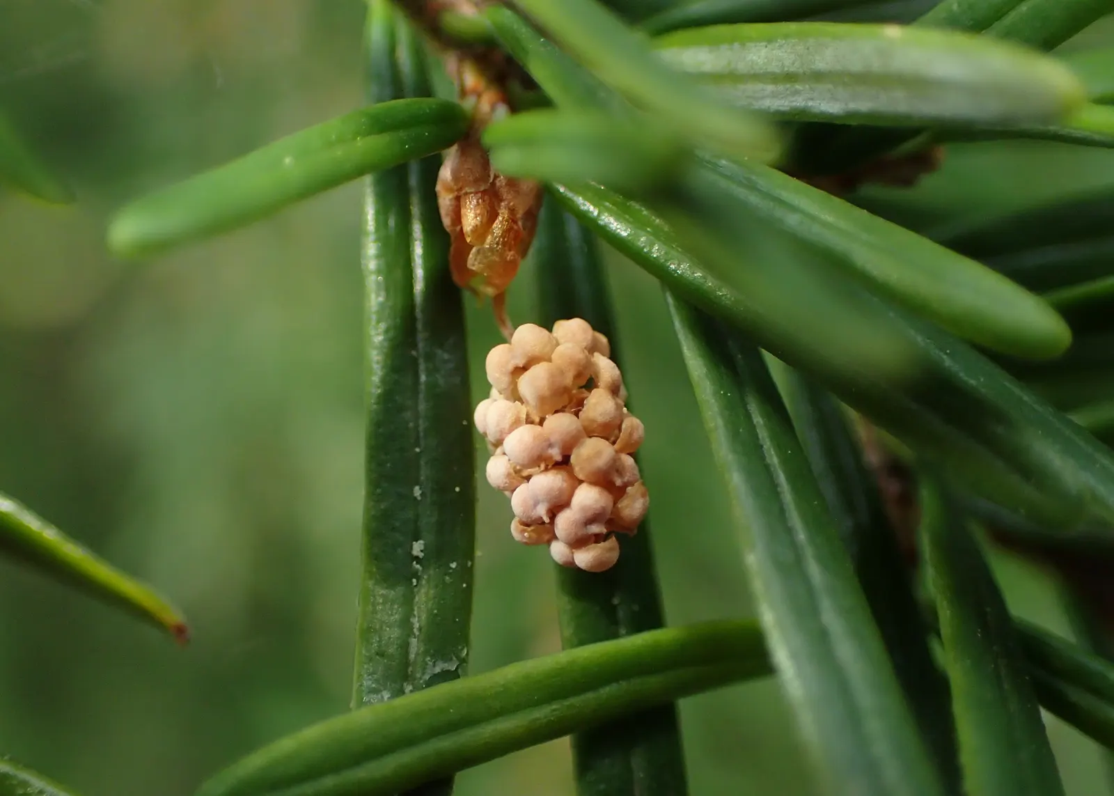 Western Hemlock (Tsuga Heterophylla) — It excels in USDA hardiness zones 6 through 8 and prefers cool
