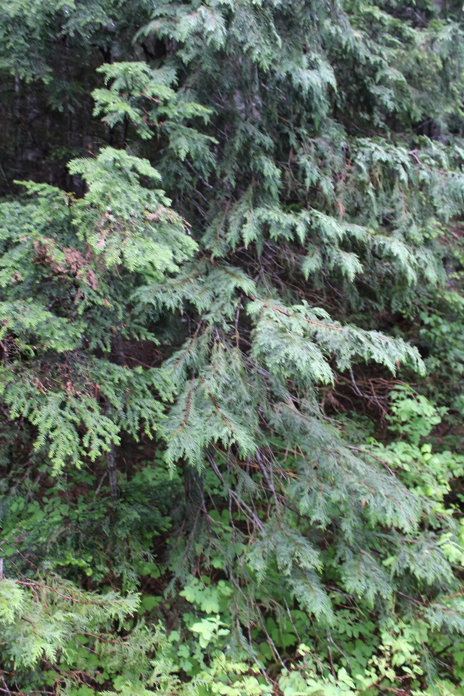 Western Hemlock (Tsuga Heterophylla) — It excels in USDA hardiness zones 6 through 8 and prefers cool; the Western Hemlock thrives in moist