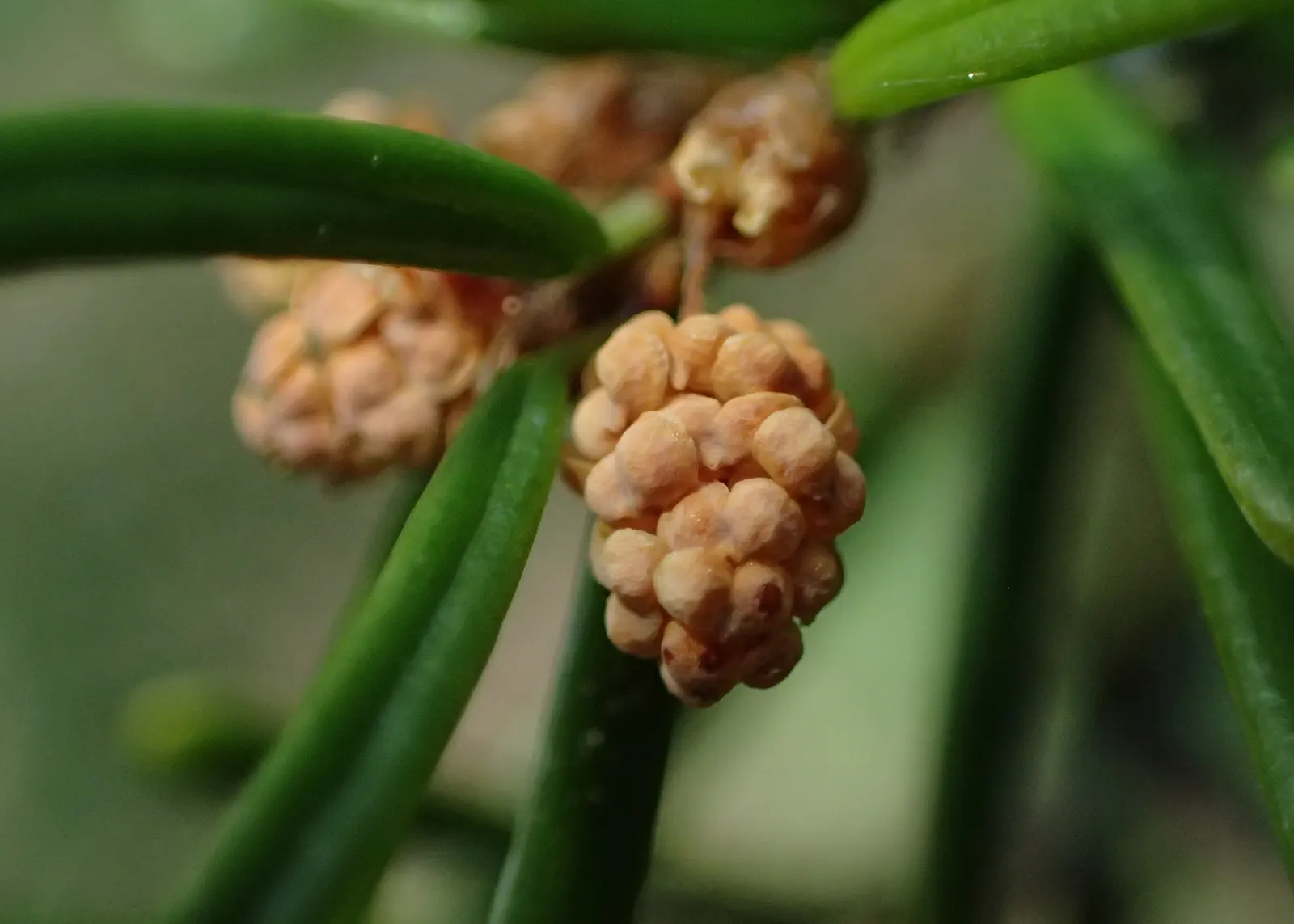 Western Hemlock (Tsuga Heterophylla) — the Western Hemlock thrives in moist; tsuga heterophylla is also a vital contributor to the ecosystem