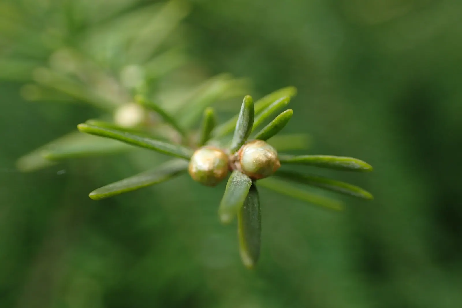 Western Hemlock (Tsuga Heterophylla) — conifer / tree for deep shade or full or half or shade