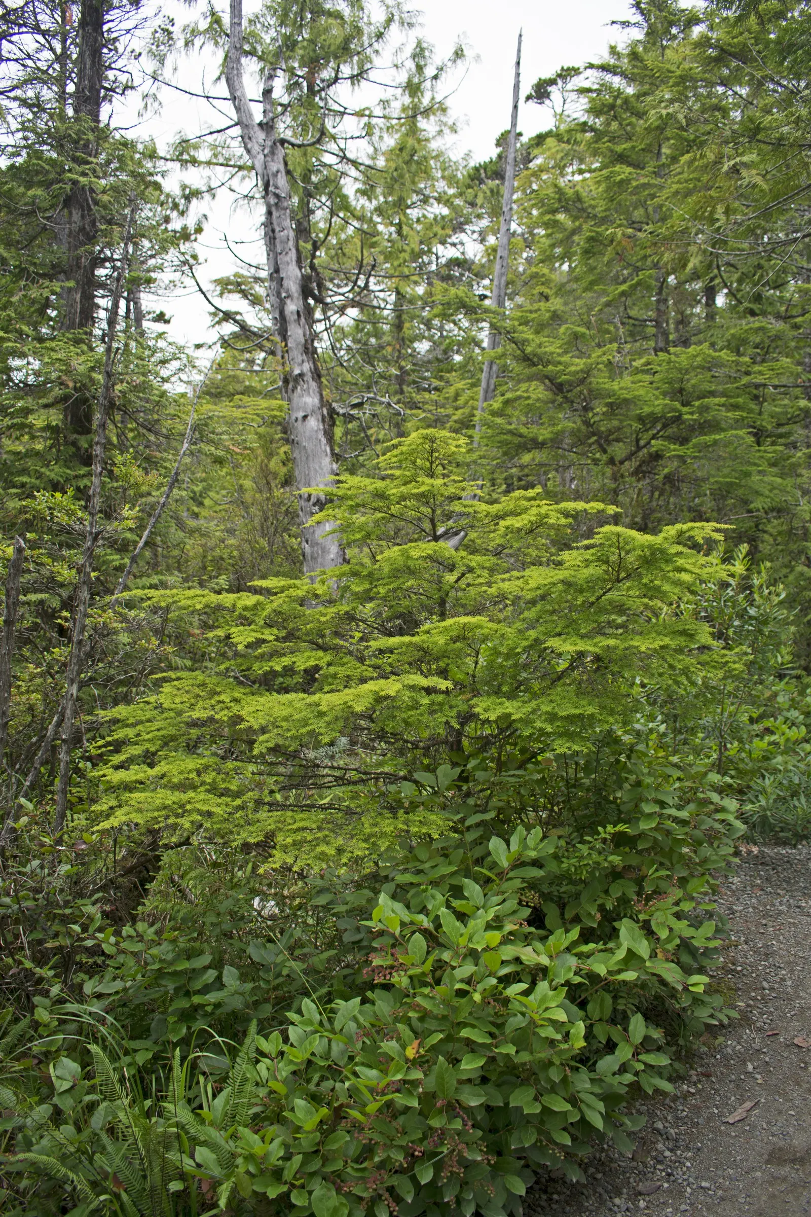 Western Hemlock (Tsuga Heterophylla) — making it a captivating addition to any landscape design