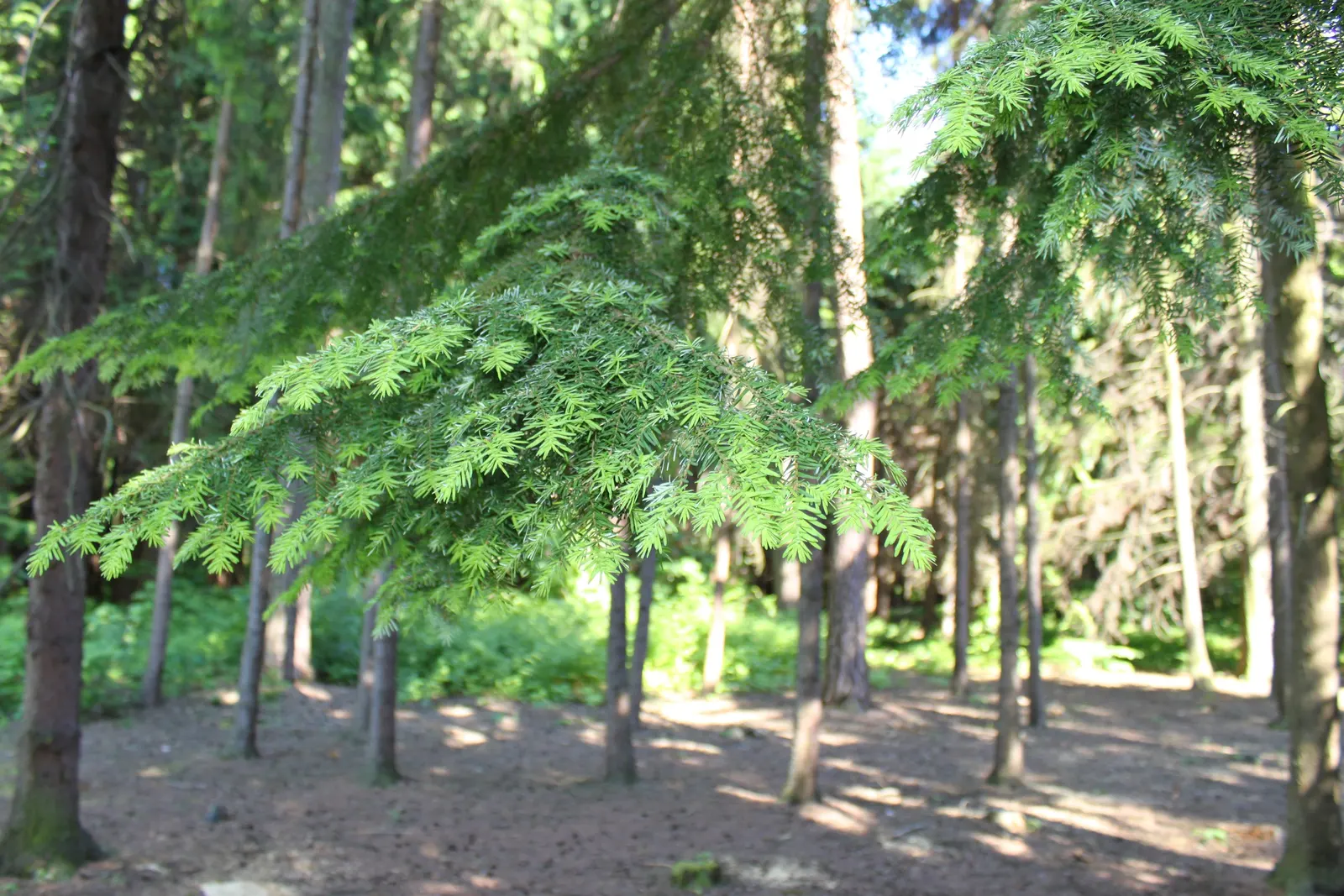 Western Hemlock (Tsuga Heterophylla) — it's essential to take into account sufficient space for growth