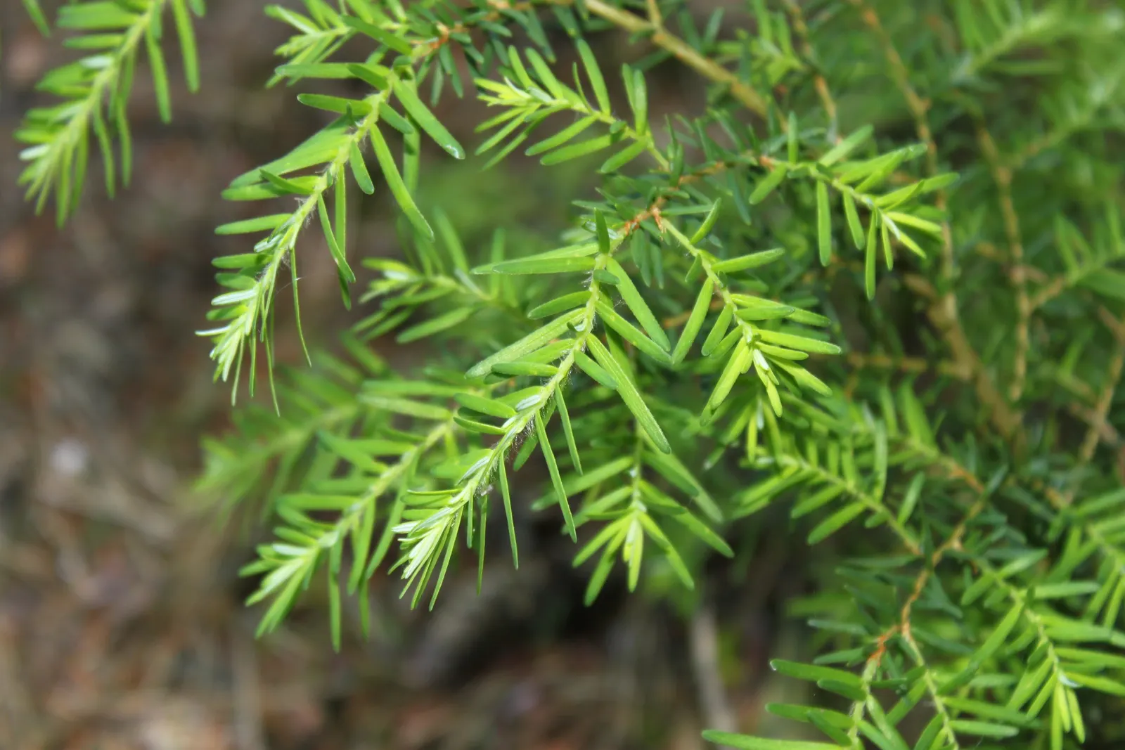 Western Hemlock (Tsuga Heterophylla) — it provides dense canopy cover and is ideal for creating a tranquil