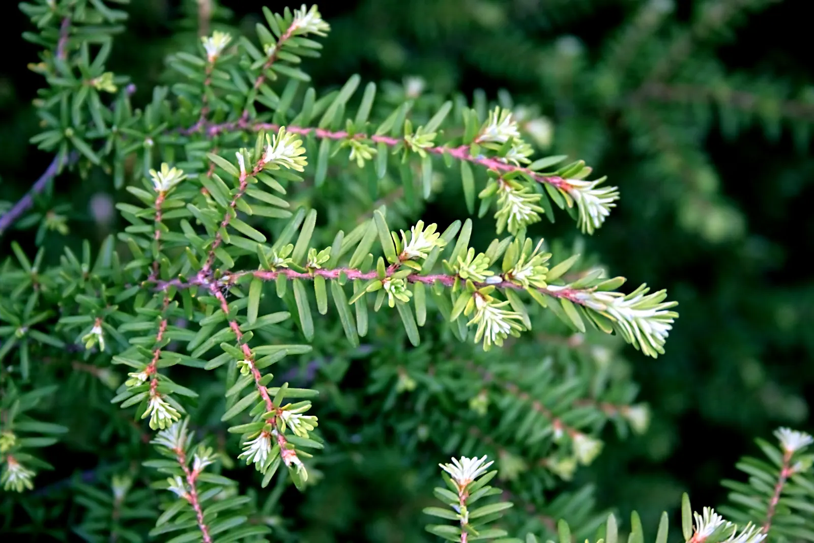 Western Hemlock (Tsuga Heterophylla) — Their fine-textured needles are flat and short