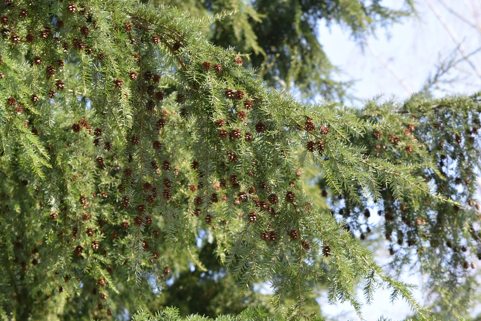 Western Hemlock (Tsuga Heterophylla) — Its needles present a rich green color with a paler underside