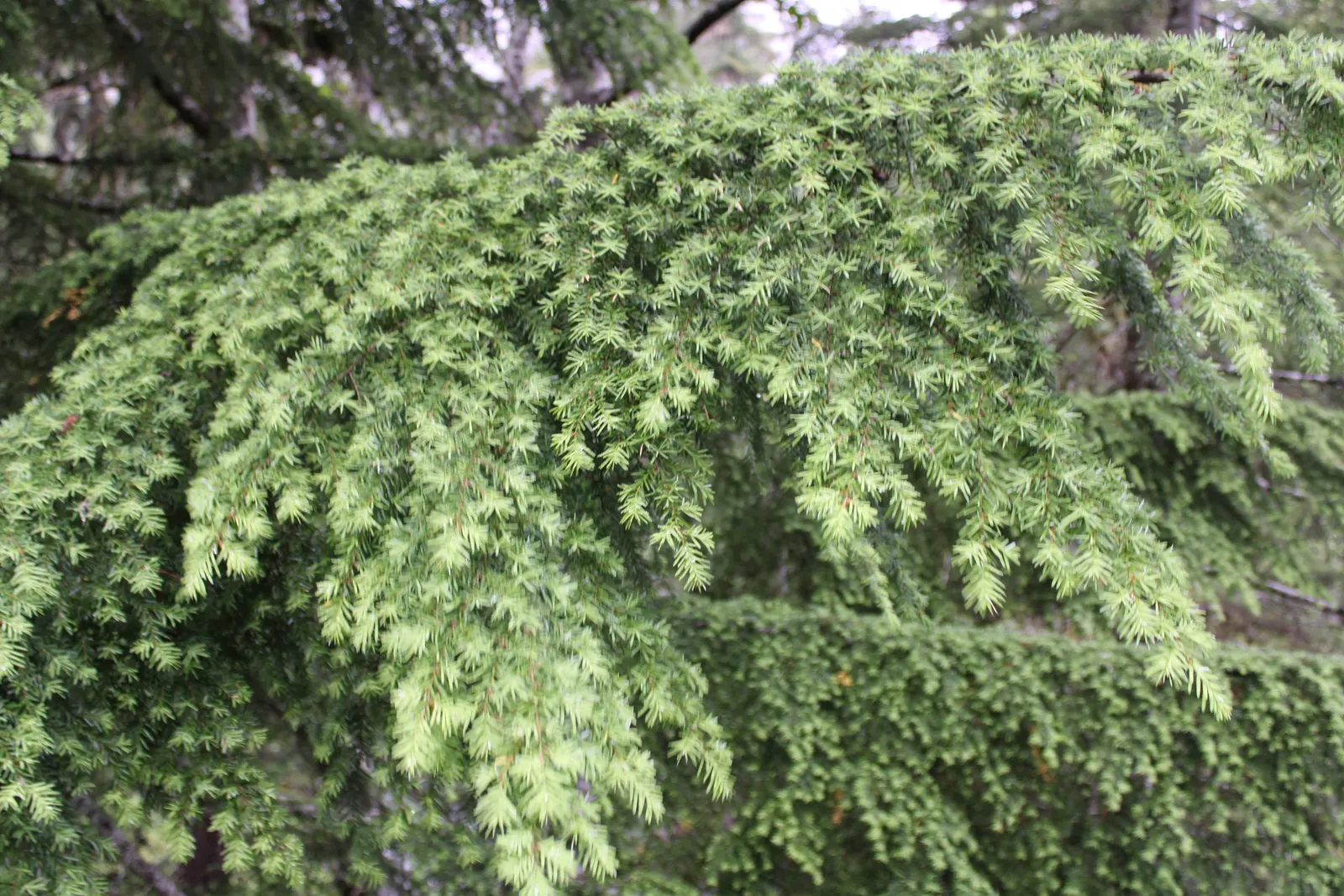 Western Hemlock (Tsuga Heterophylla) — forested ambiance in expansive landscapes