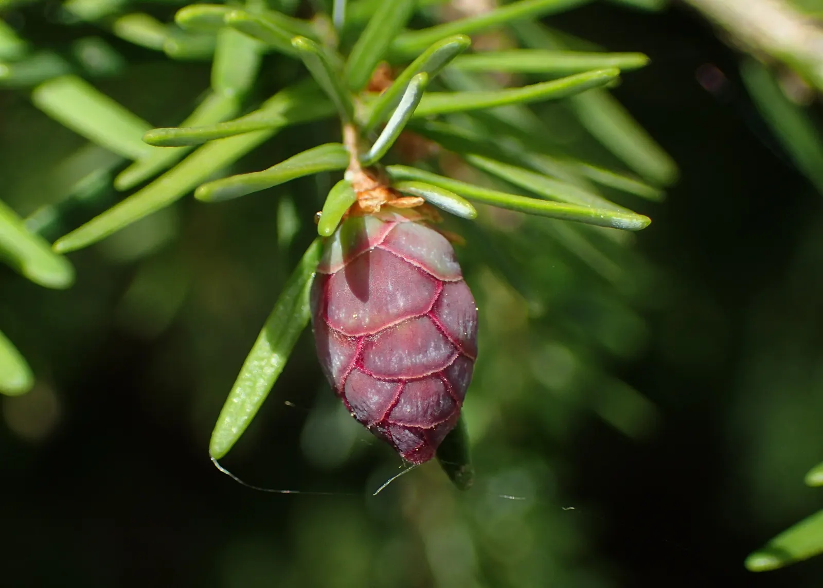 Western Hemlock (Tsuga Heterophylla) — Due to its considerable size at maturity, image 50