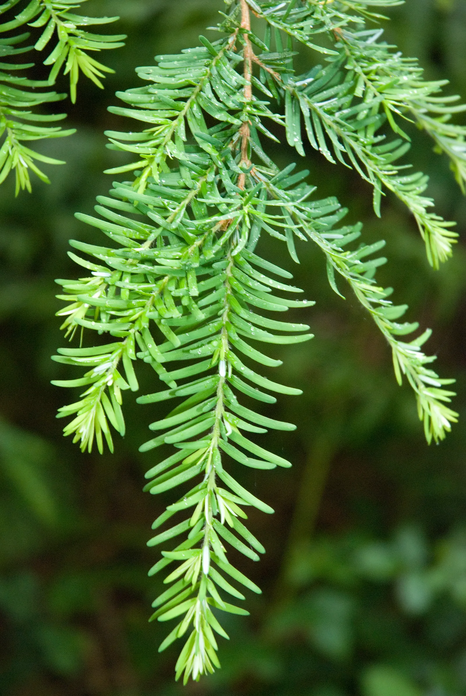 Western Hemlock (Tsuga Heterophylla) — offering habitat and food for regional wildlife.<br><br>When implementing in a design