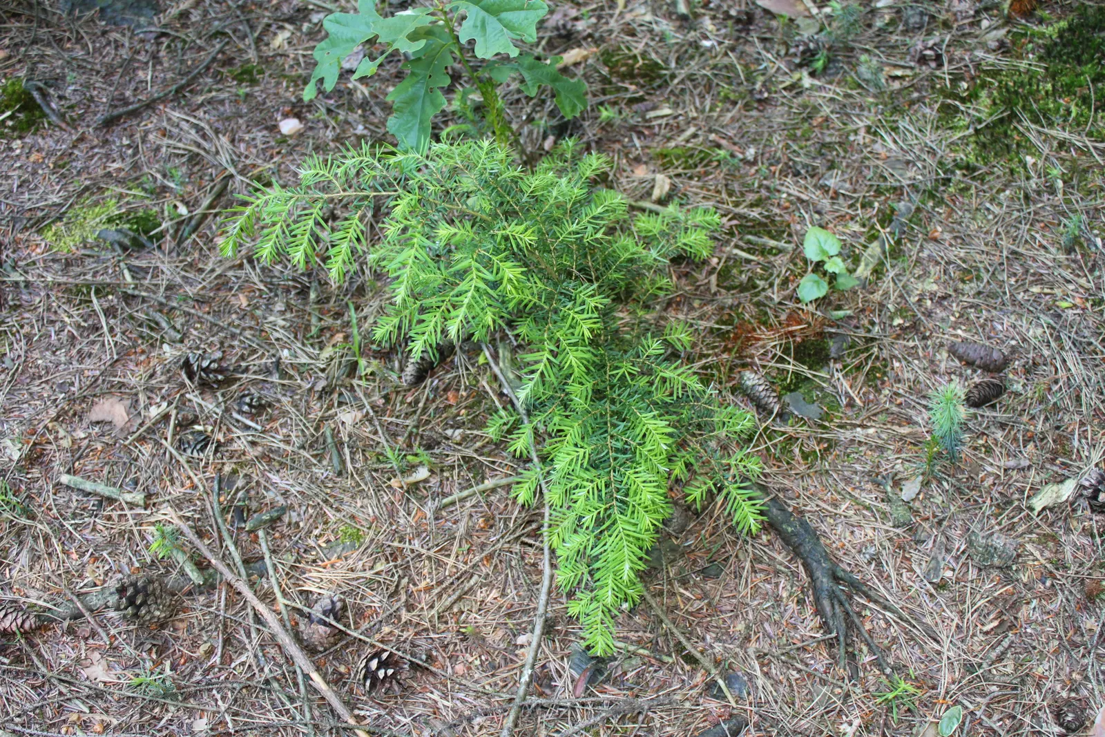 Western Hemlock (Tsuga Heterophylla) — is an evergreen conifer notable for its graceful; its needles present a rich green color with a paler underside