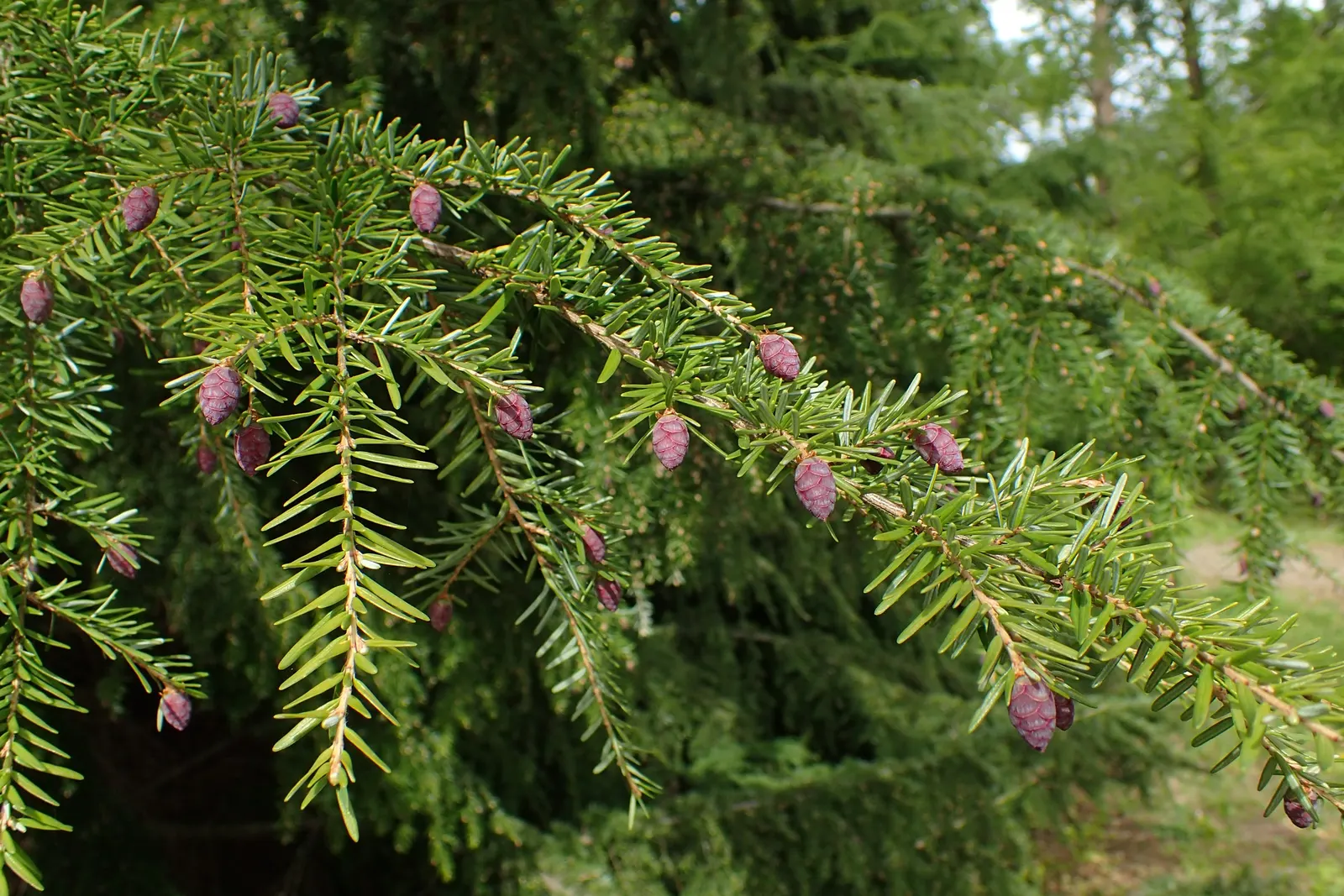 Western Hemlock (Tsuga Heterophylla) — Mature specimens reach up to 200 feet in height with a spread of 25-30 feet; it excels in USDA hardiness zones 6 through