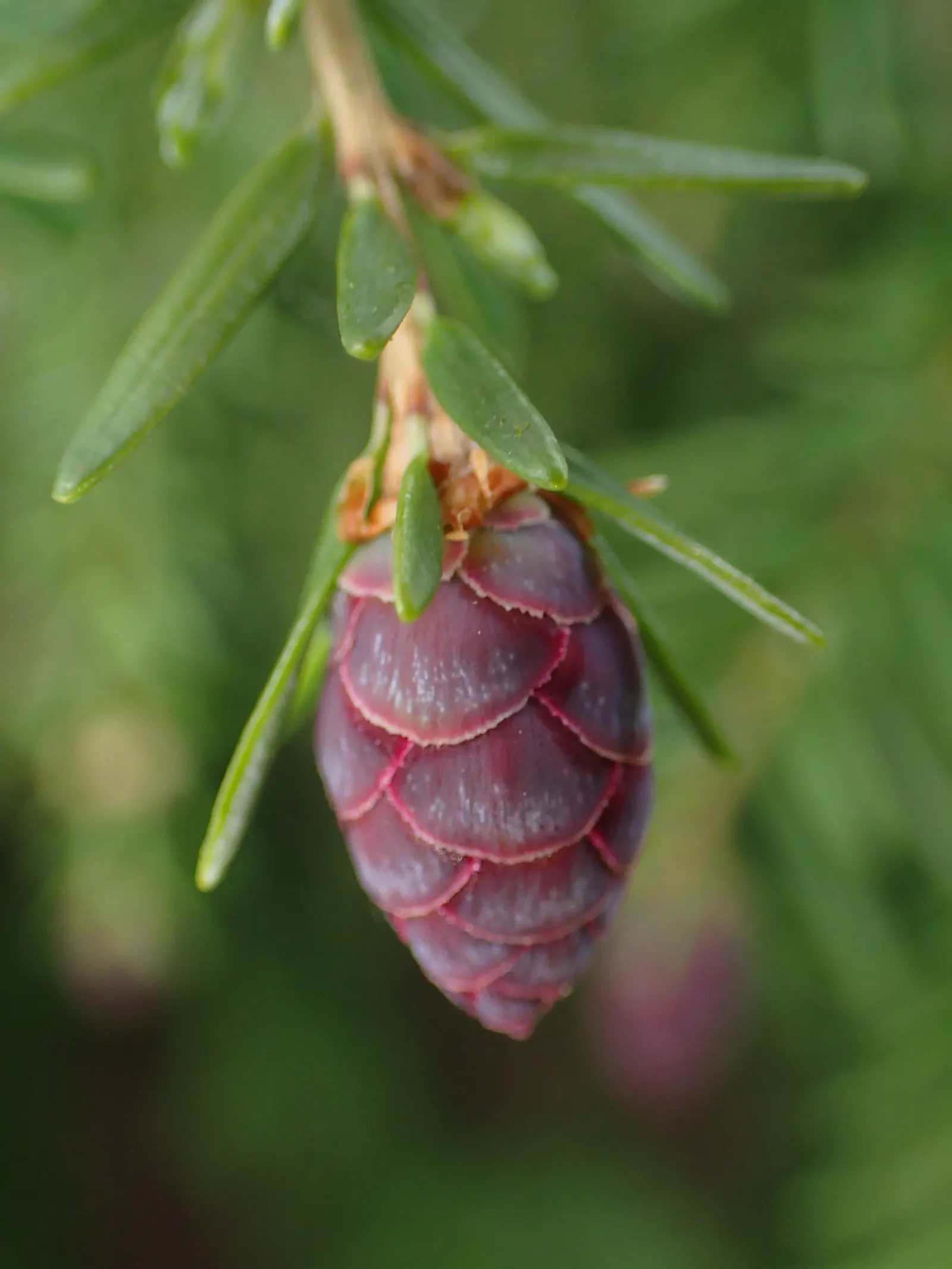 Western Hemlock (Tsuga Heterophylla) — but it is adaptable to a range of soil types