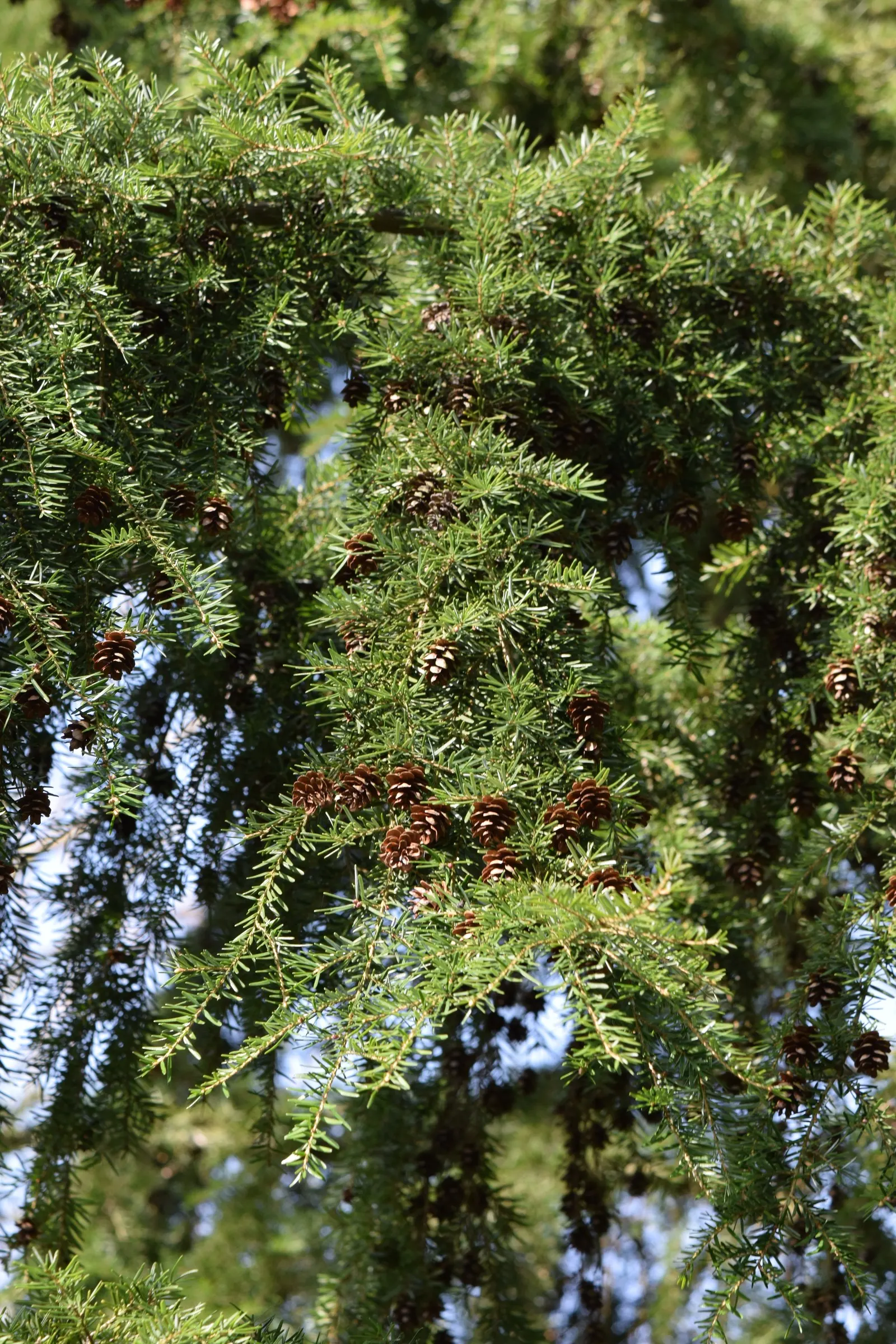 Western Hemlock (Tsuga Heterophylla) — pyramidal shape and fine-textured foliage; while young trees exhibit a narrow pyramidal shape
