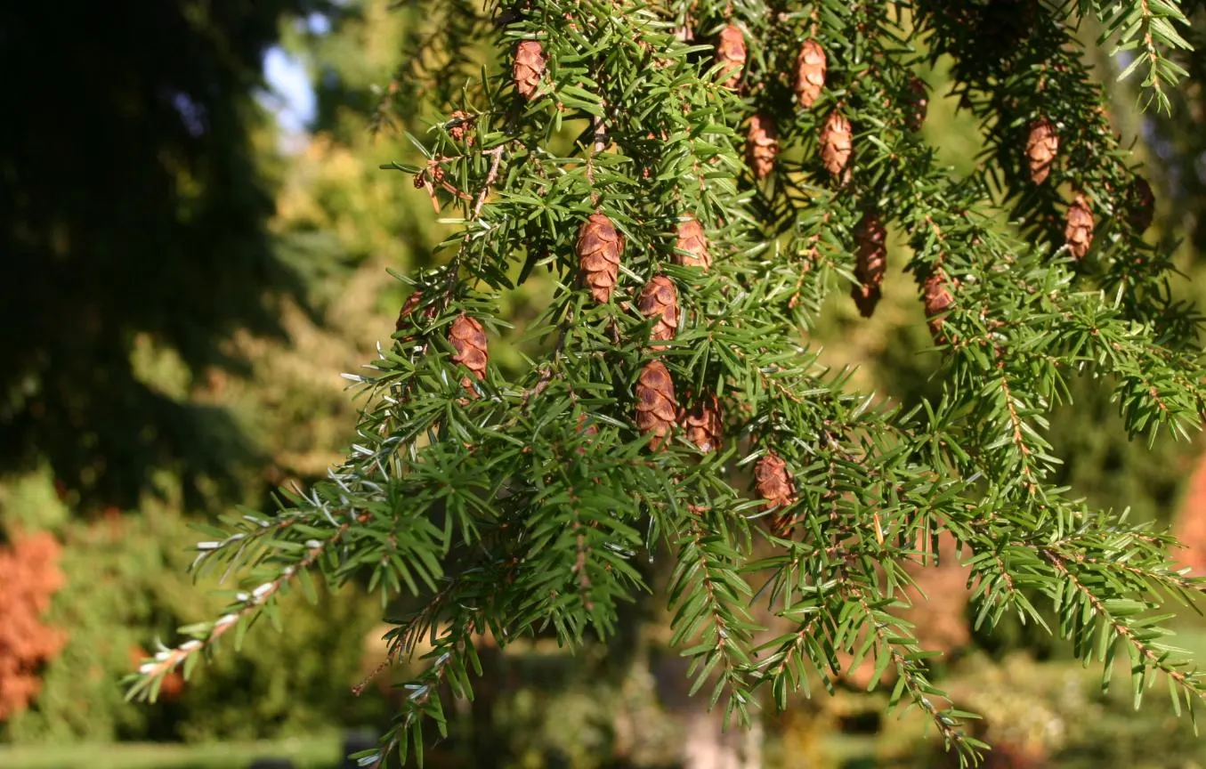Western Hemlock (Tsuga Heterophylla) — provided that they are not excessively dry; the Western Hemlock, Tsuga heterophylla, is an evergreen conifer native to