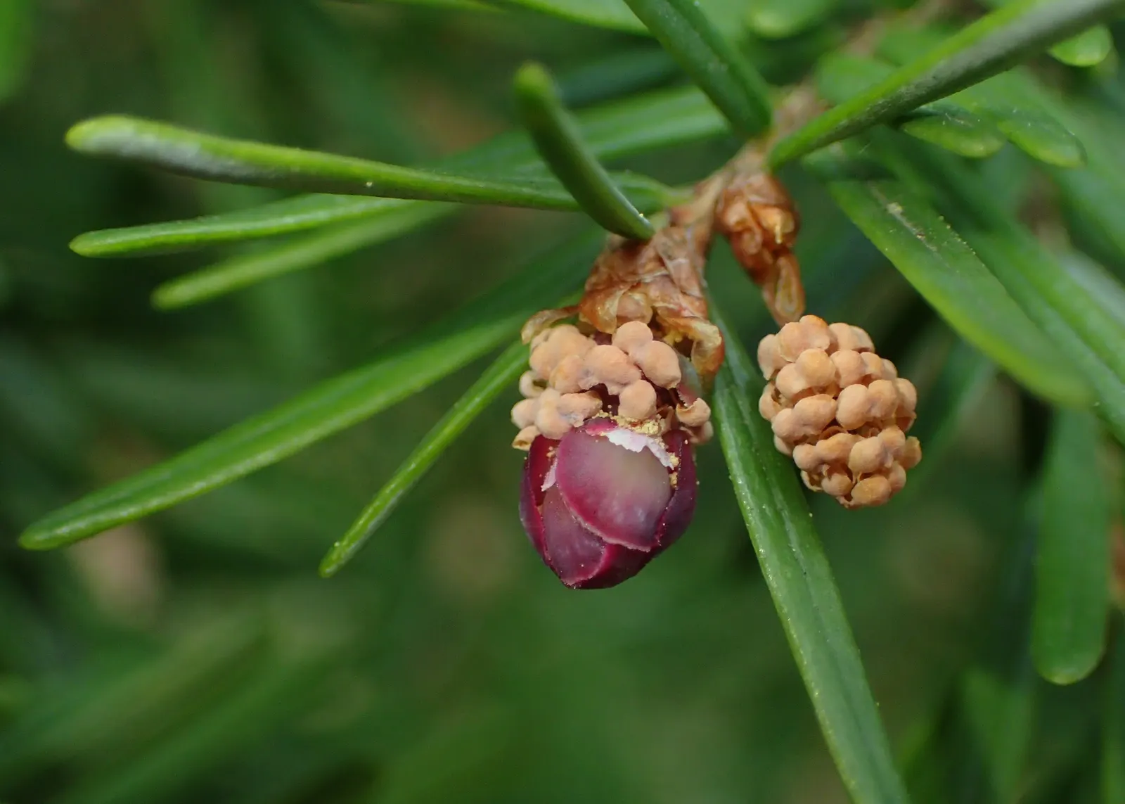 Western Hemlock (Tsuga Heterophylla) — The Western Hemlock, Tsuga heterophylla, is an evergreen conifer native to the Pacific Northwest; when incorporating it