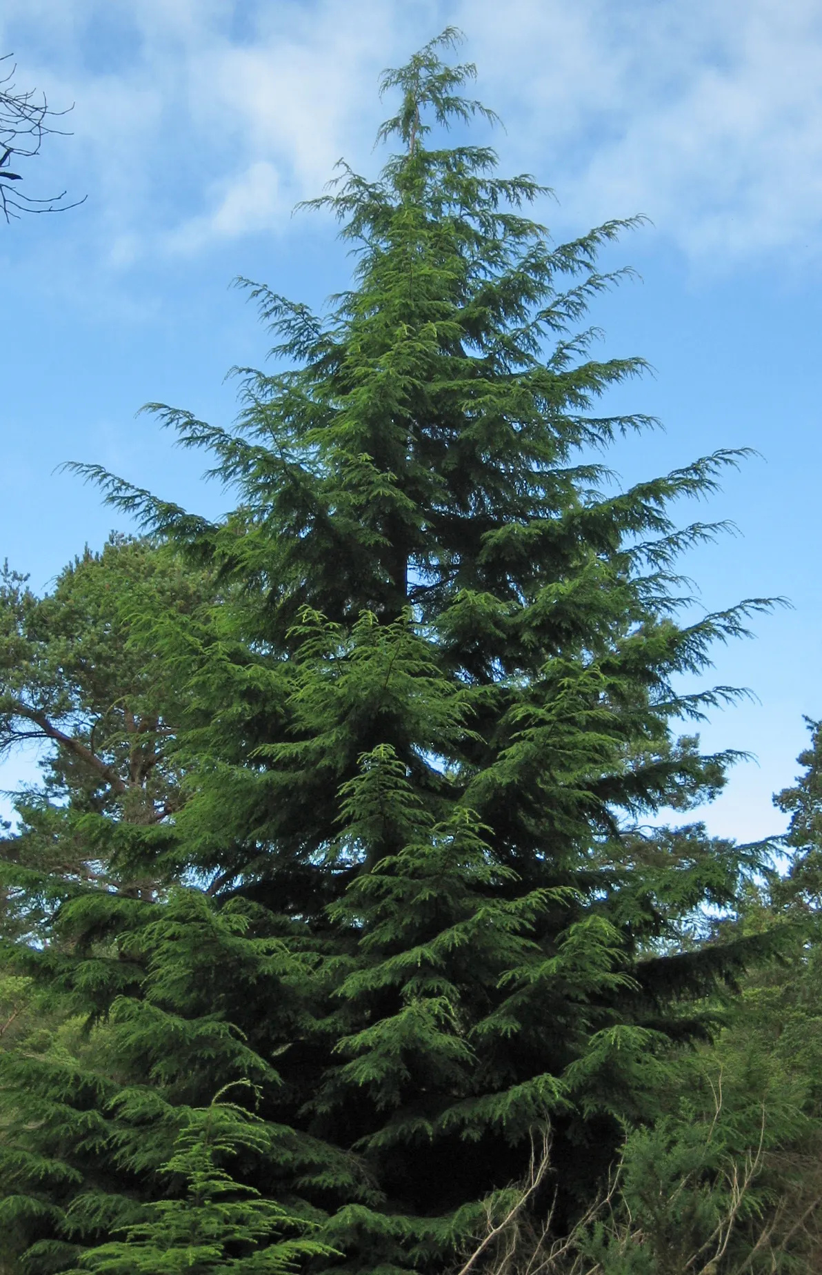 Western Hemlock (Tsuga Heterophylla) — Its needles present a rich green color with a paler underside; both in height and spread