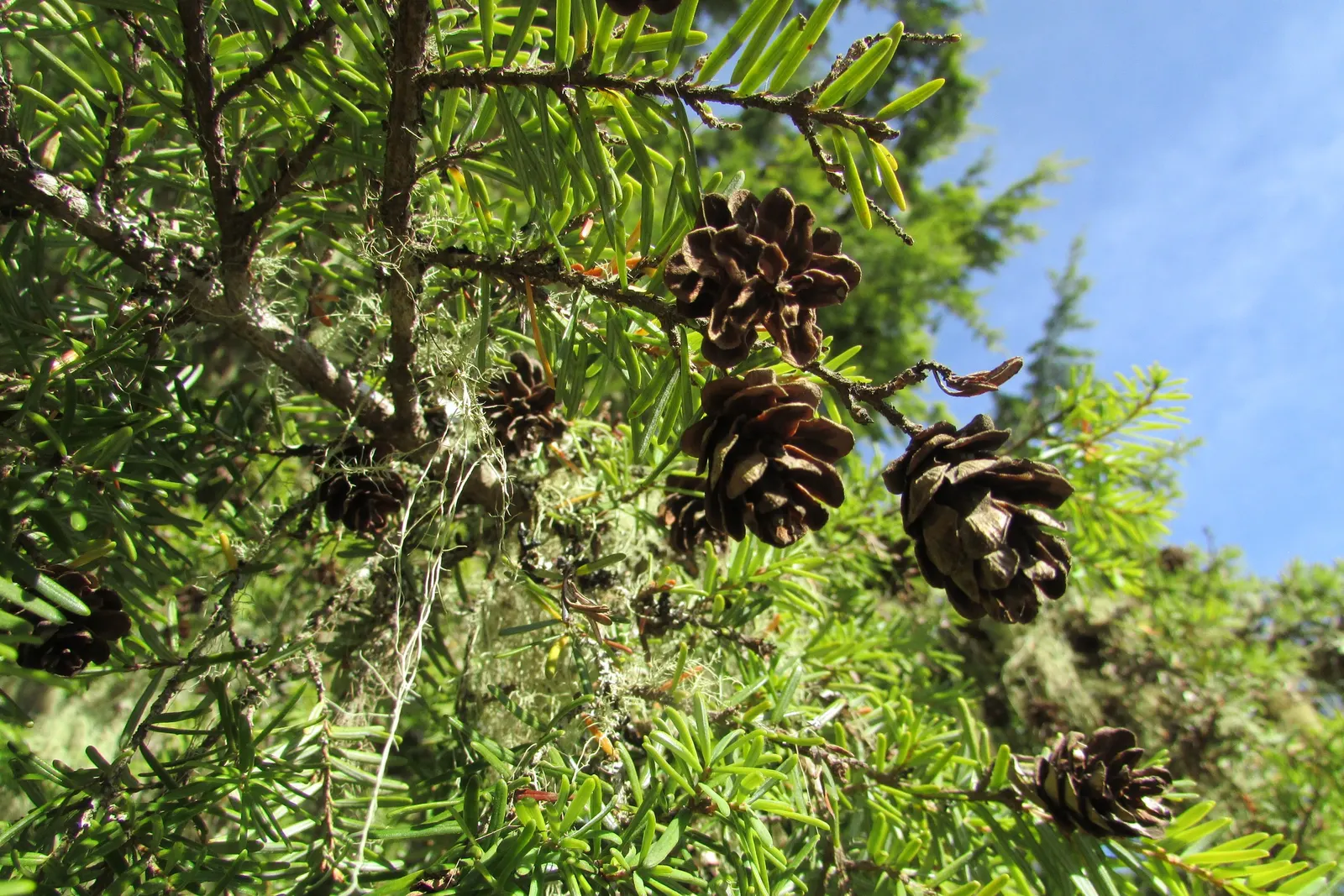 Western Hemlock (Tsuga Heterophylla) — mature specimens can reach majestic heights of 150 to 200 feet with a canopy spread roughly 20 to 30 feet; conifer /