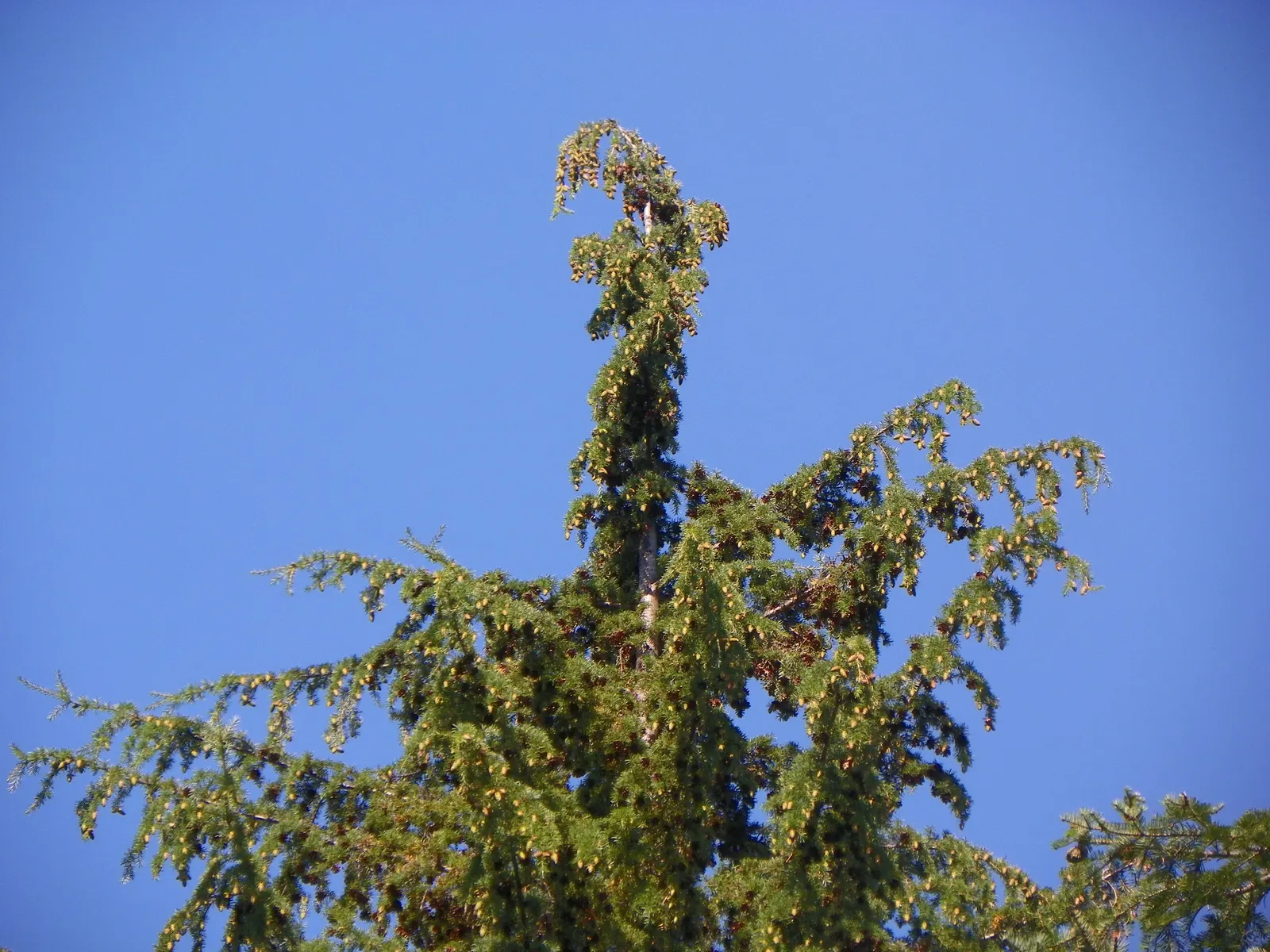 Western Hemlock (Tsuga Heterophylla) — Tsuga heterophylla is also a vital contributor to the ecosystem; it is revered for its graceful