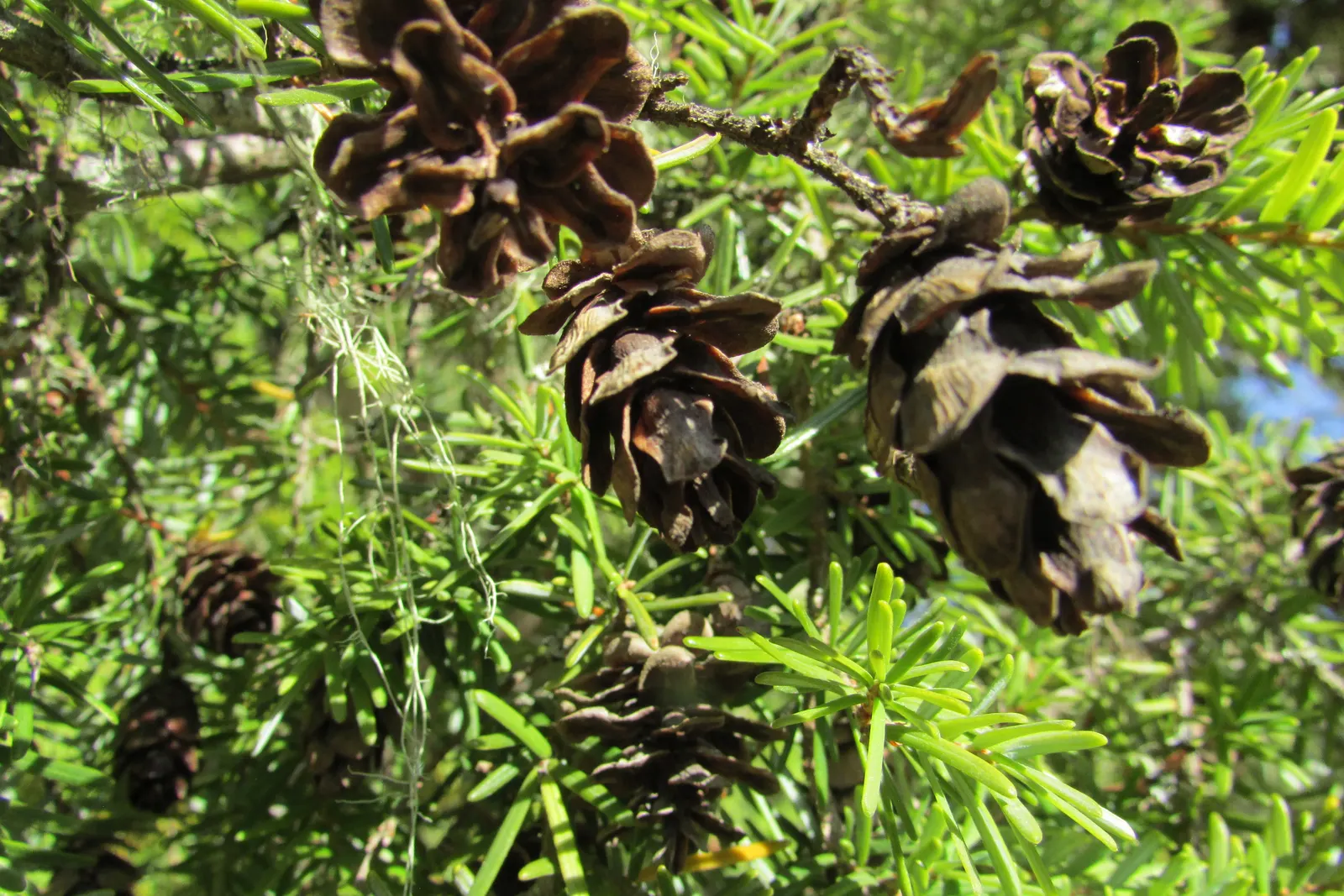 Western Hemlock (Tsuga Heterophylla) — forested ambiance in expansive landscapes; humid climates with summer mists