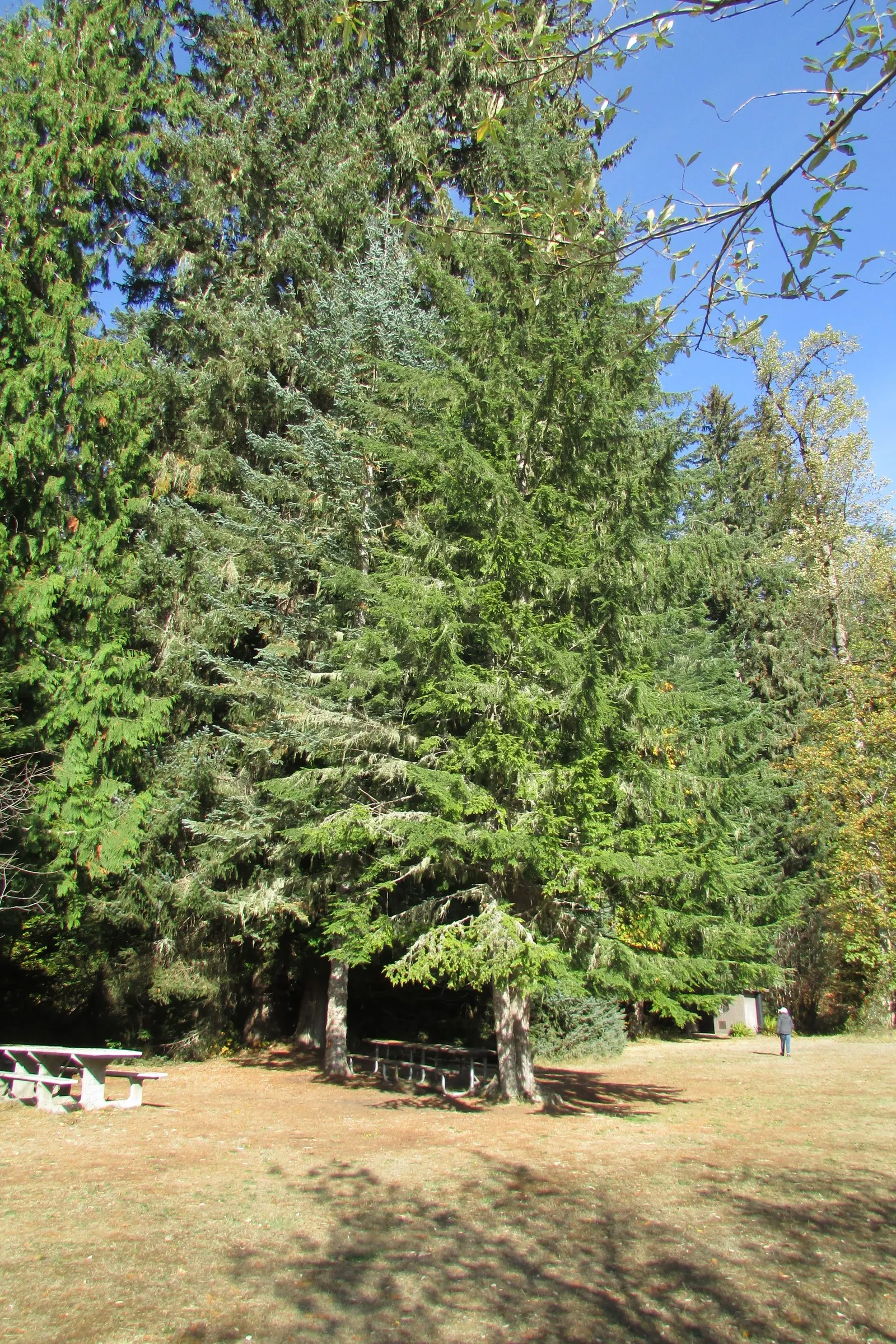 Western Hemlock (Tsuga Heterophylla) — The Western Hemlock, Tsuga heterophylla, is an evergreen conifer native to the Pacific Northwest