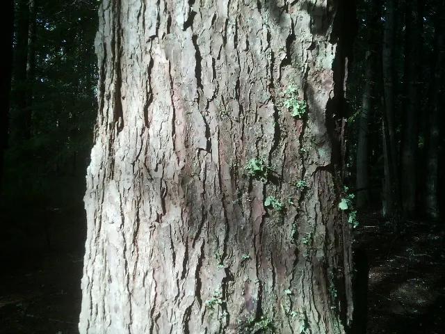 Western Hemlock (Tsuga Heterophylla) — Mature specimens reach up to 200 feet in height with a spread of 25-30 feet