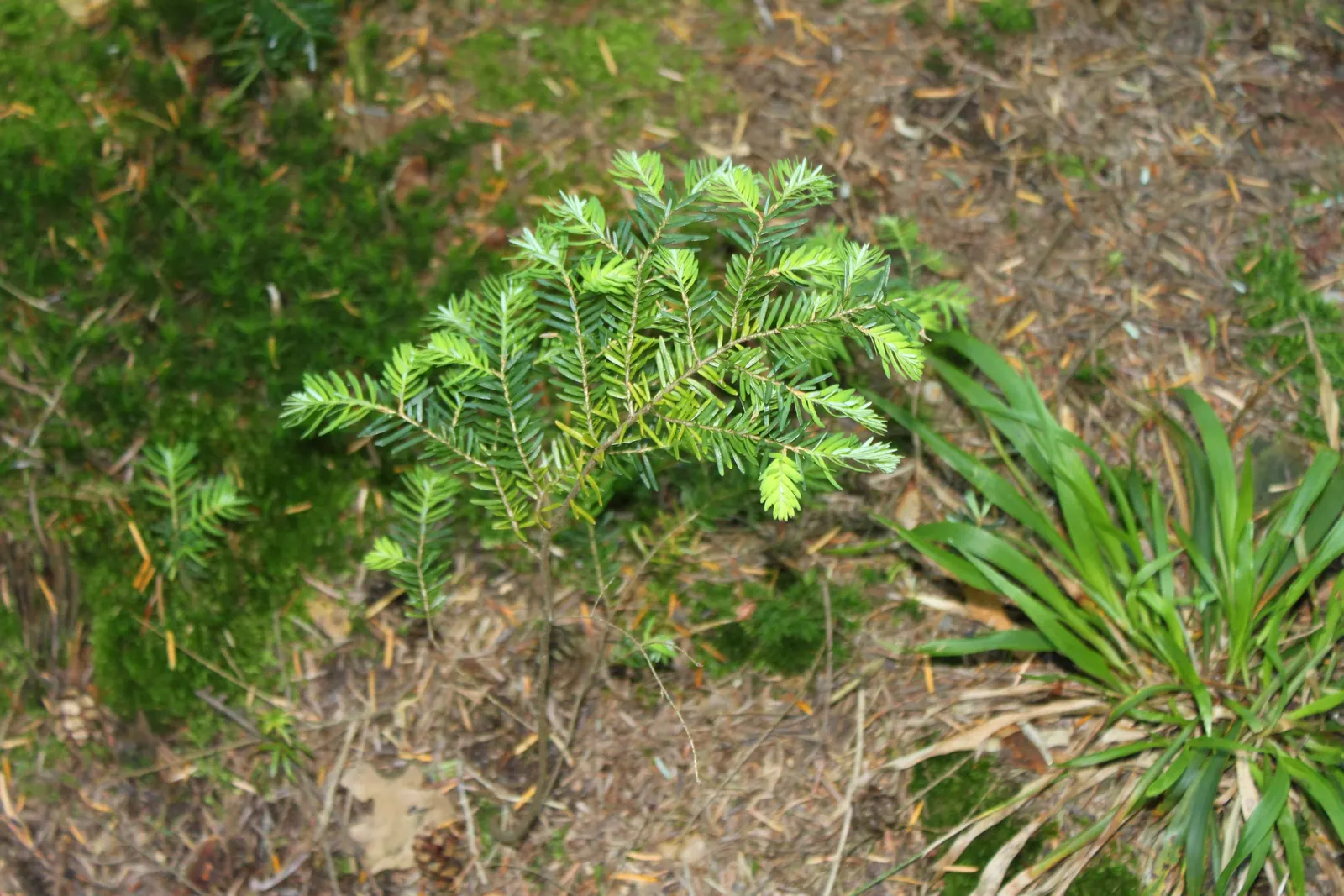 Western Hemlock (Tsuga Heterophylla) — when incorporating it into your landscape plans