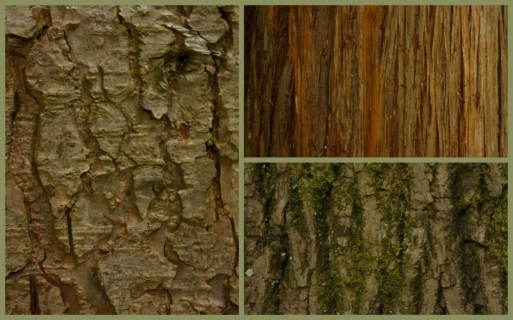Western Hemlock (Tsuga Heterophylla) — Their fine-textured needles are flat and short; forested ambiance in expansive landscapes