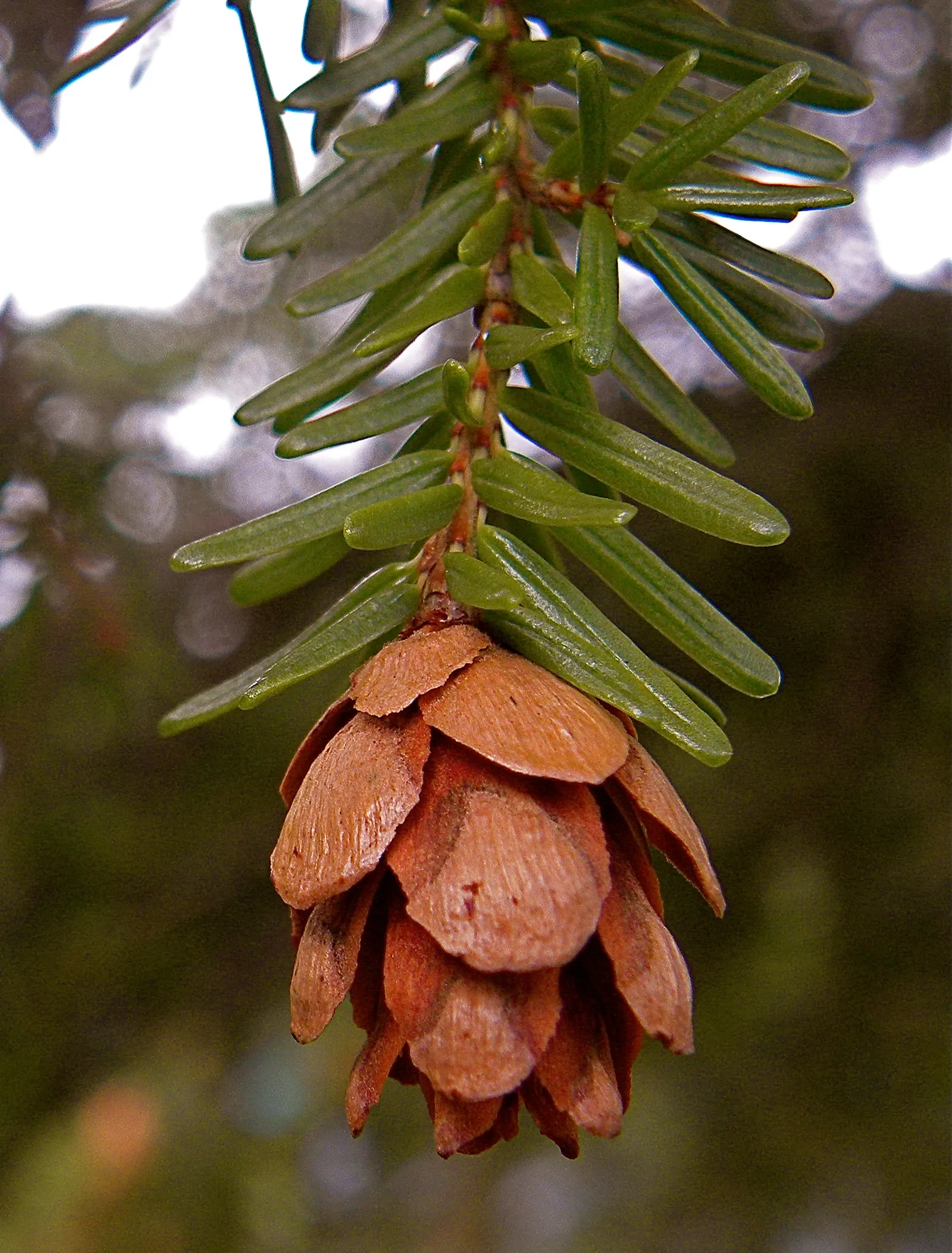 Western Hemlock (Tsuga Heterophylla) — acidic soils and partial to full shade