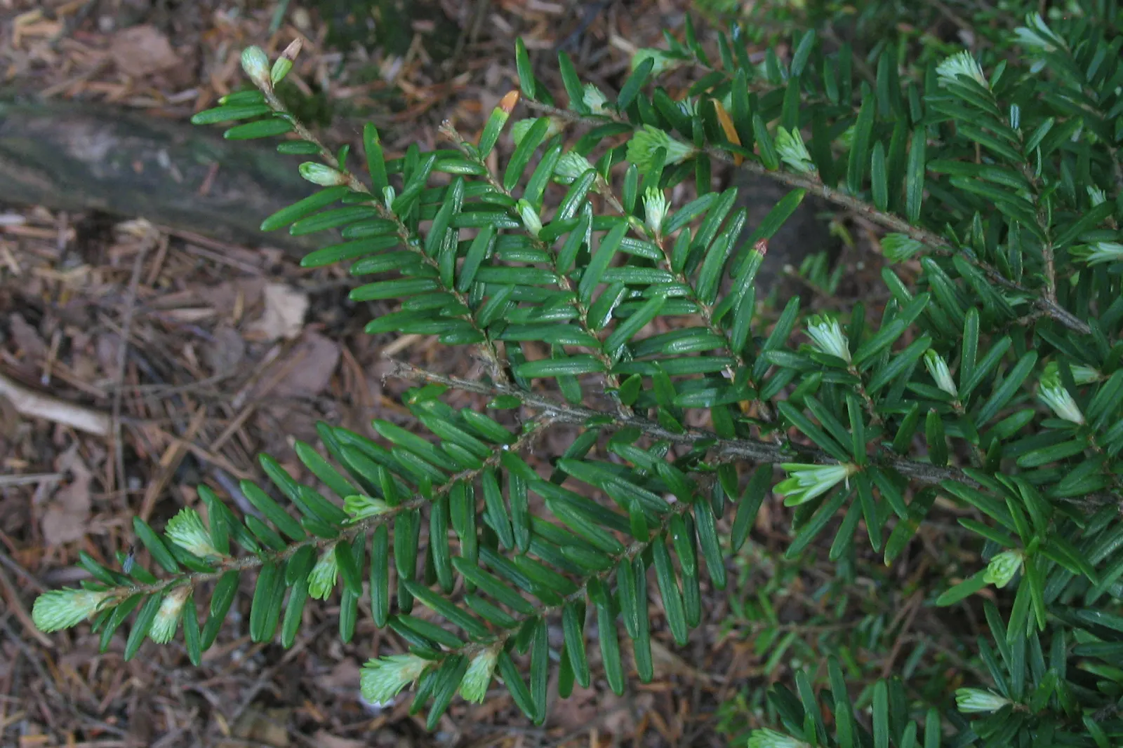 Western Hemlock (Tsuga Heterophylla) — characteristic of their natural coastal habitat; pyramidal shape and fine-textured foliage