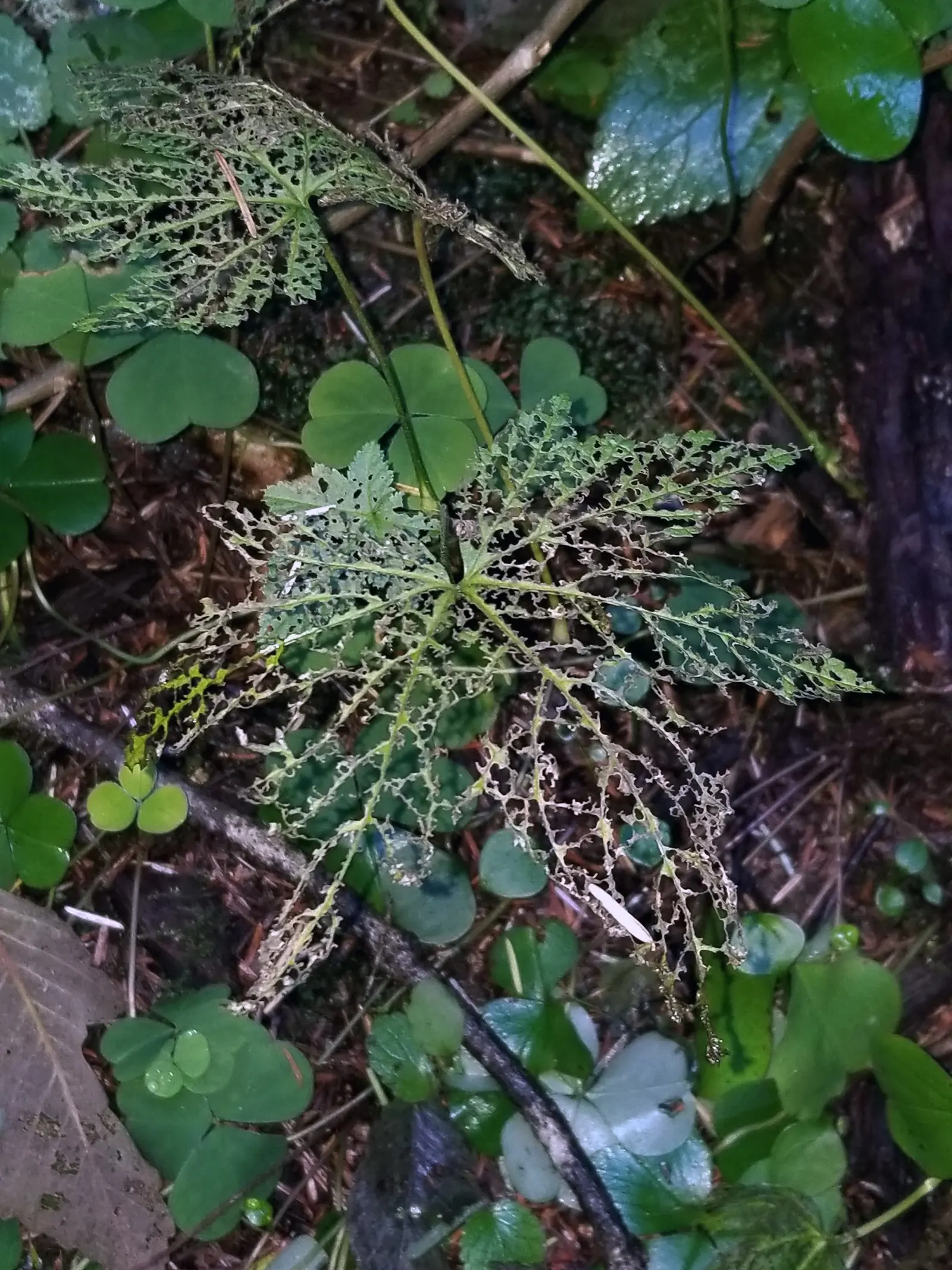 Western Hemlock (Tsuga Heterophylla) — It is revered for its graceful