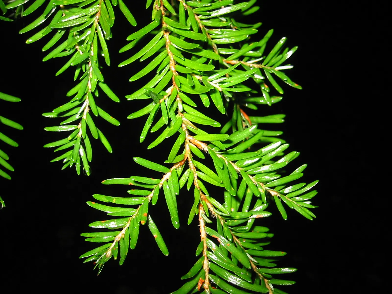 Western Hemlock (Tsuga Heterophylla) — mature specimens can reach majestic heights of 150 to 200 feet with a canopy spread roughly 20 to 30 feet