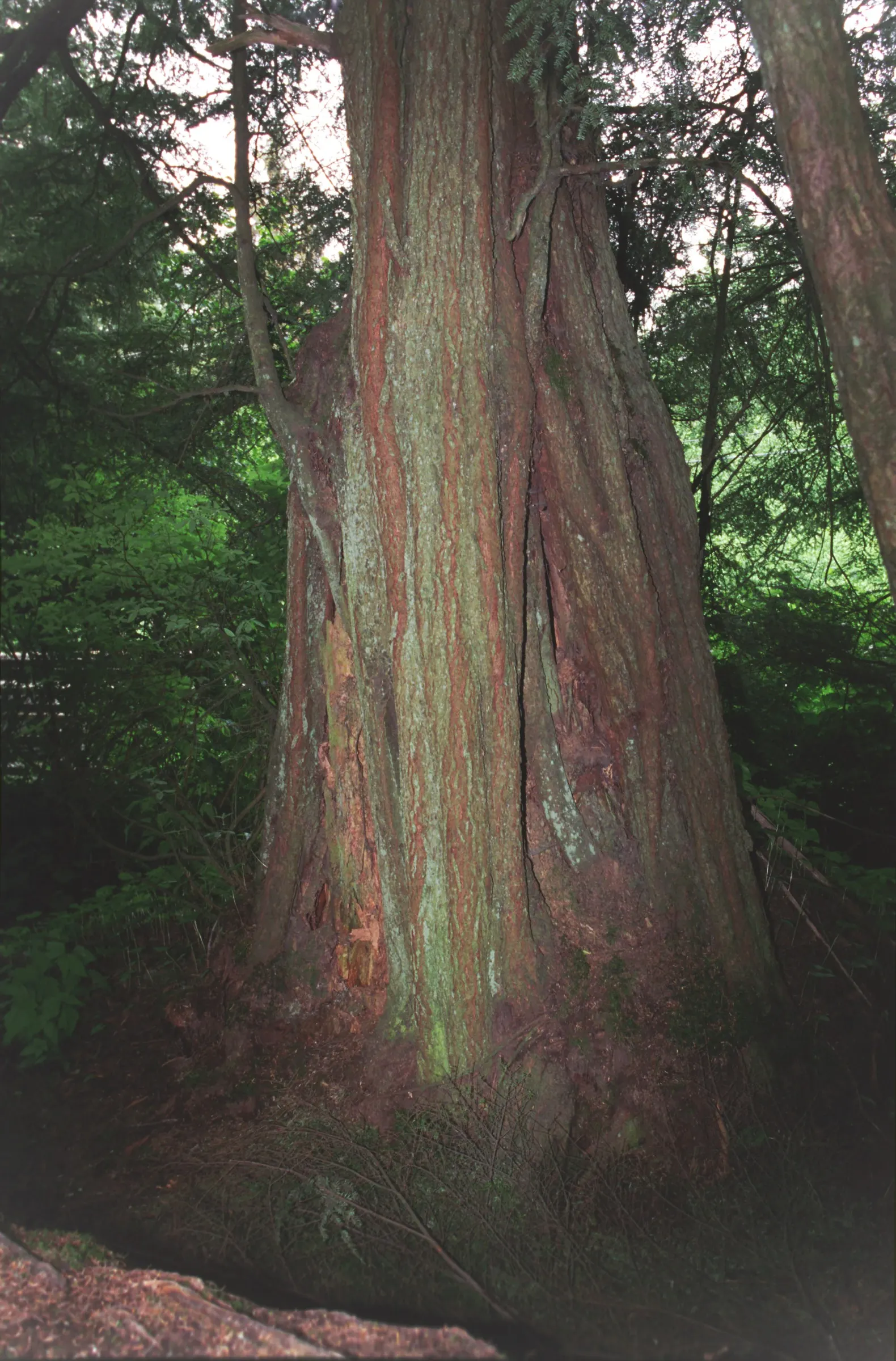 Western Hemlock (Tsuga Heterophylla) — characteristic of their natural coastal habitat