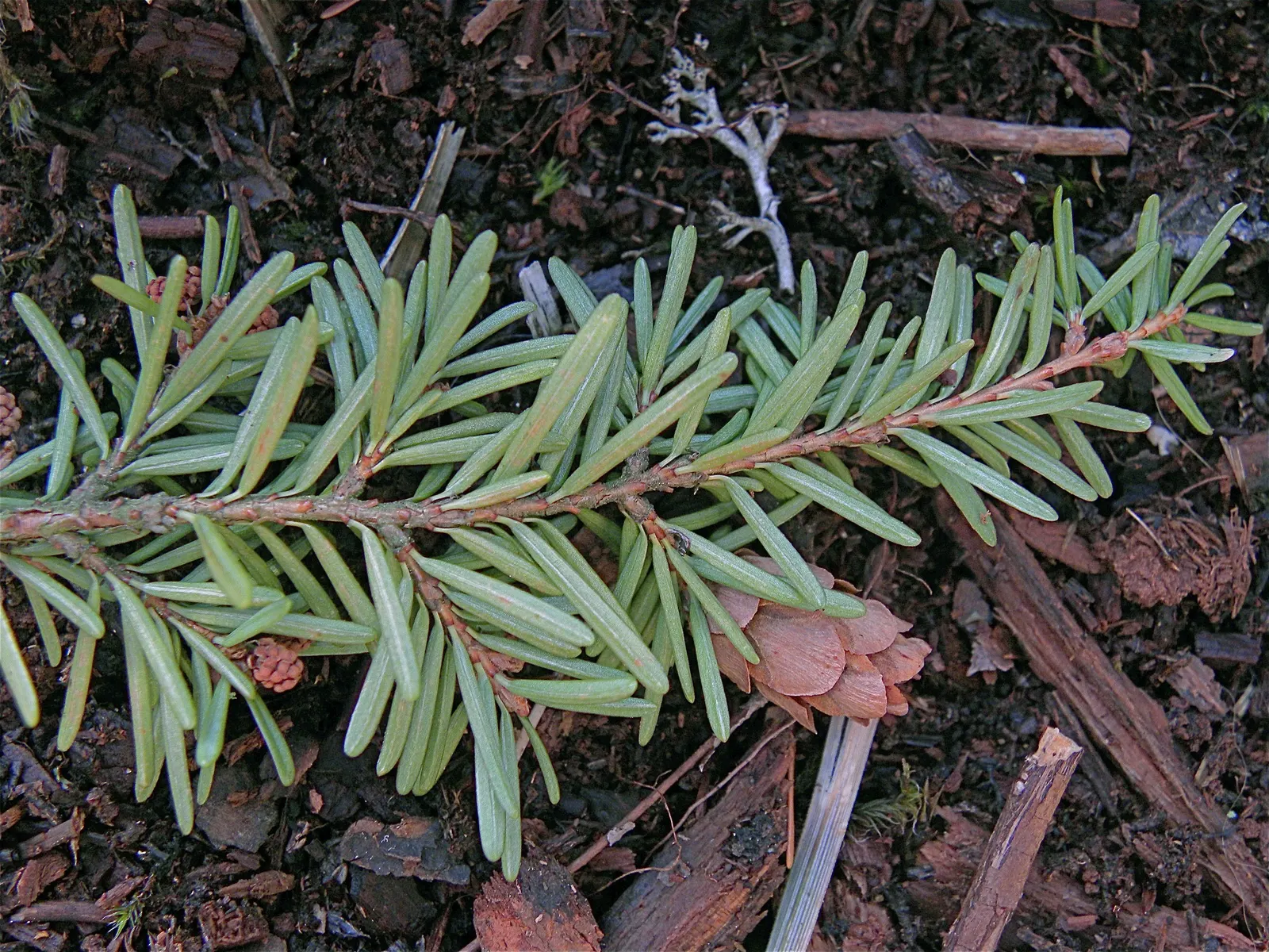 Western Hemlock (Tsuga Heterophylla) — provided that they are not excessively dry