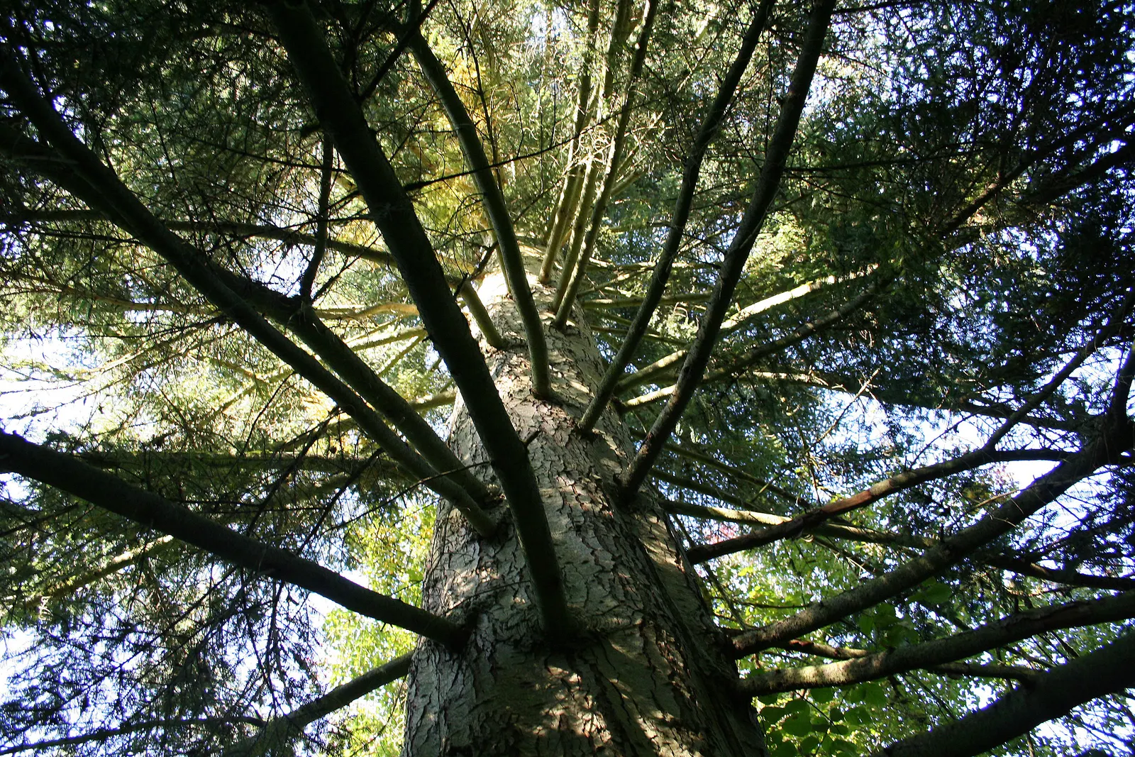 Western Hemlock (Tsuga Heterophylla) — but it is adaptable to a range of soil types; is an evergreen conifer notable for its graceful