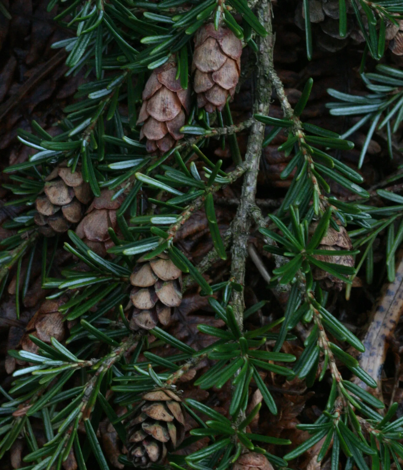Western Hemlock (Tsuga Heterophylla) — While young trees exhibit a narrow pyramidal shape; characteristic of their natural coastal habitat