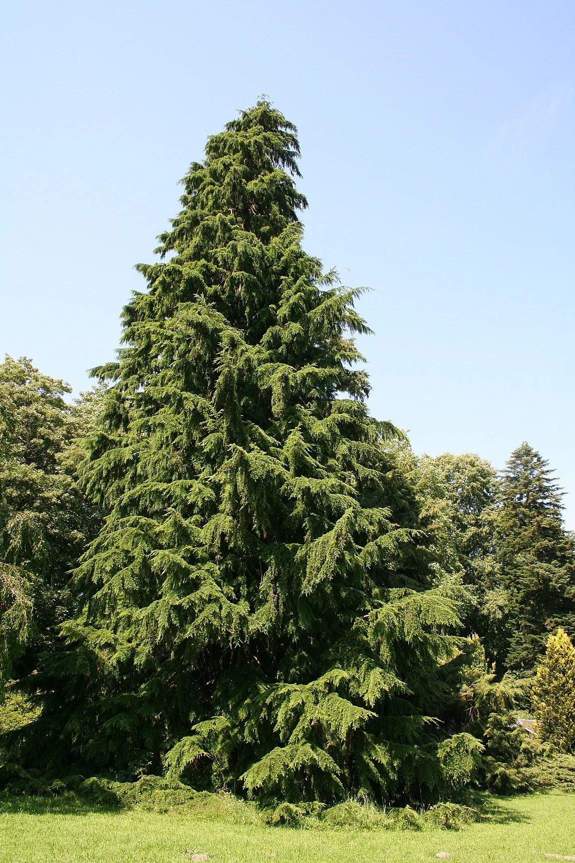 Western Hemlock (Tsuga Heterophylla) — offering habitat and food for regional wildlife.<br><br>When implementing in a design; but it is adaptable to a range of