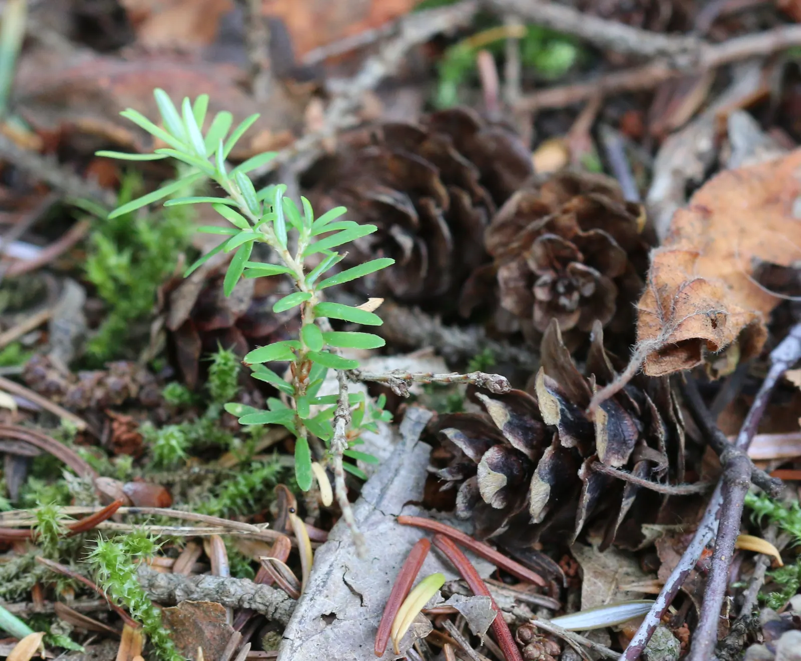 Western Hemlock (Tsuga Heterophylla) — the Western Hemlock thrives in moist