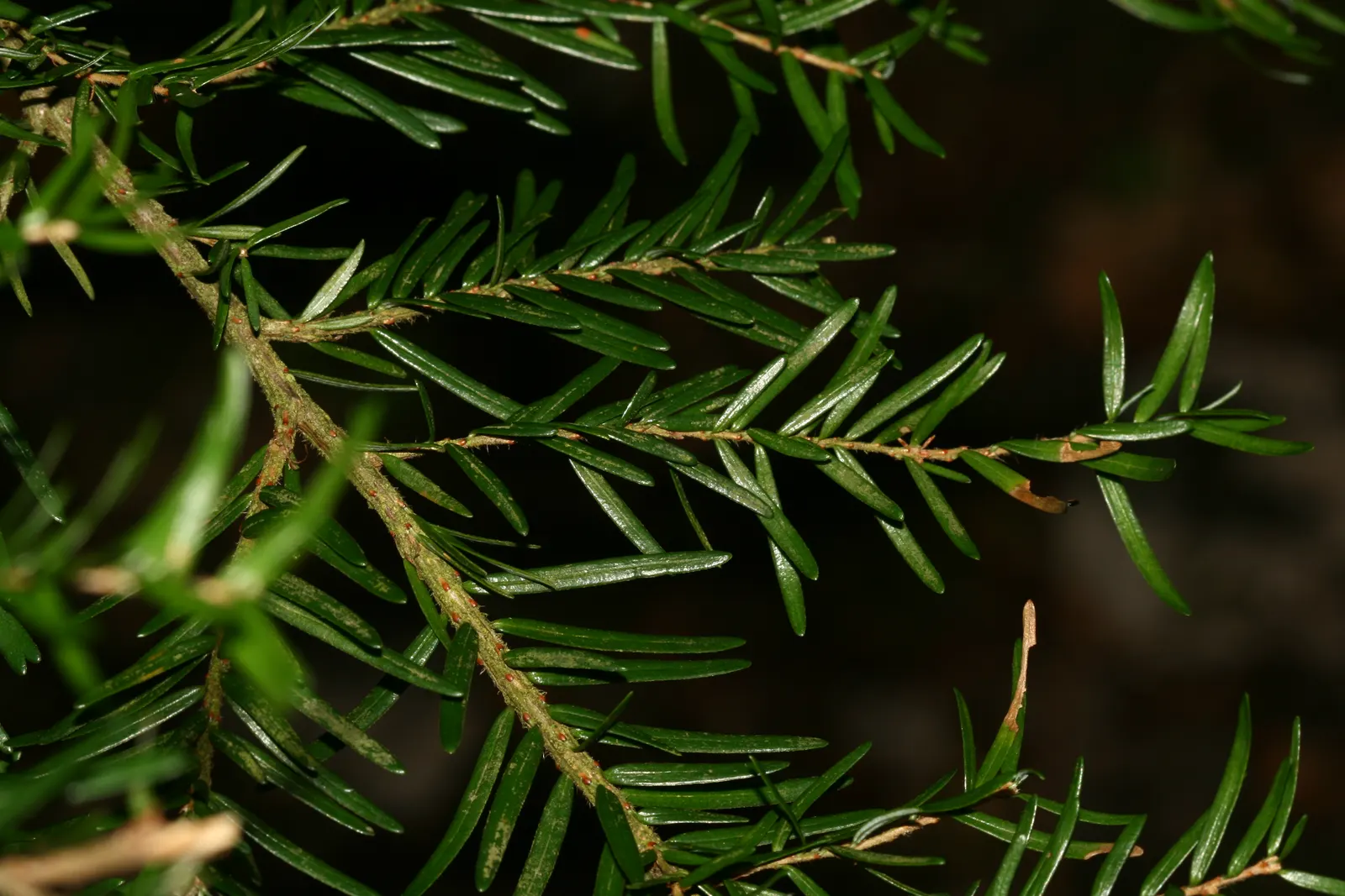 Western Hemlock (Tsuga Heterophylla) — acidic soils and partial to full shade, image 32