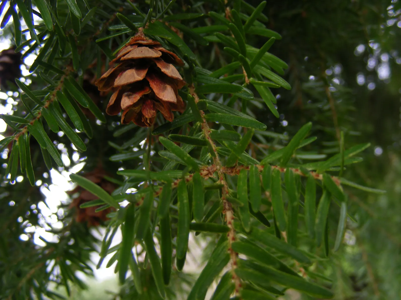 Western Hemlock (Tsuga Heterophylla) — it provides dense canopy cover and is ideal for creating a tranquil; mature specimens can reach majestic heights of 150