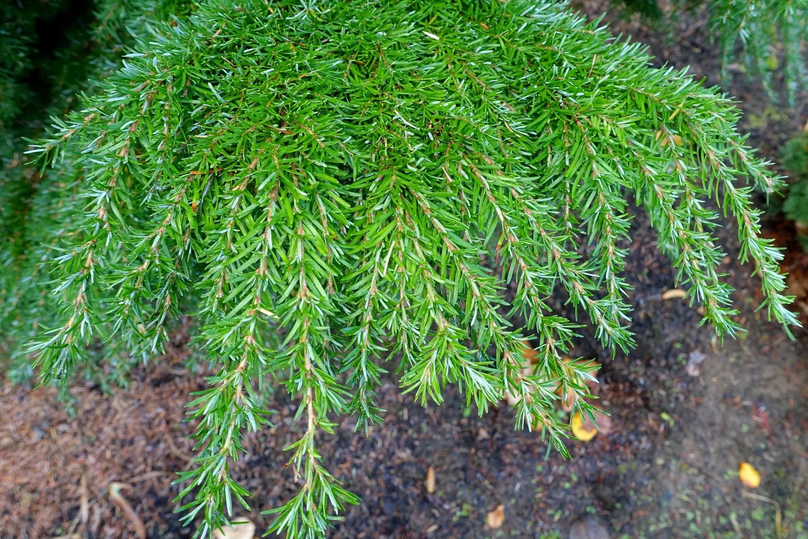 Western Hemlock (Tsuga Heterophylla) — Due to its considerable size at maturity