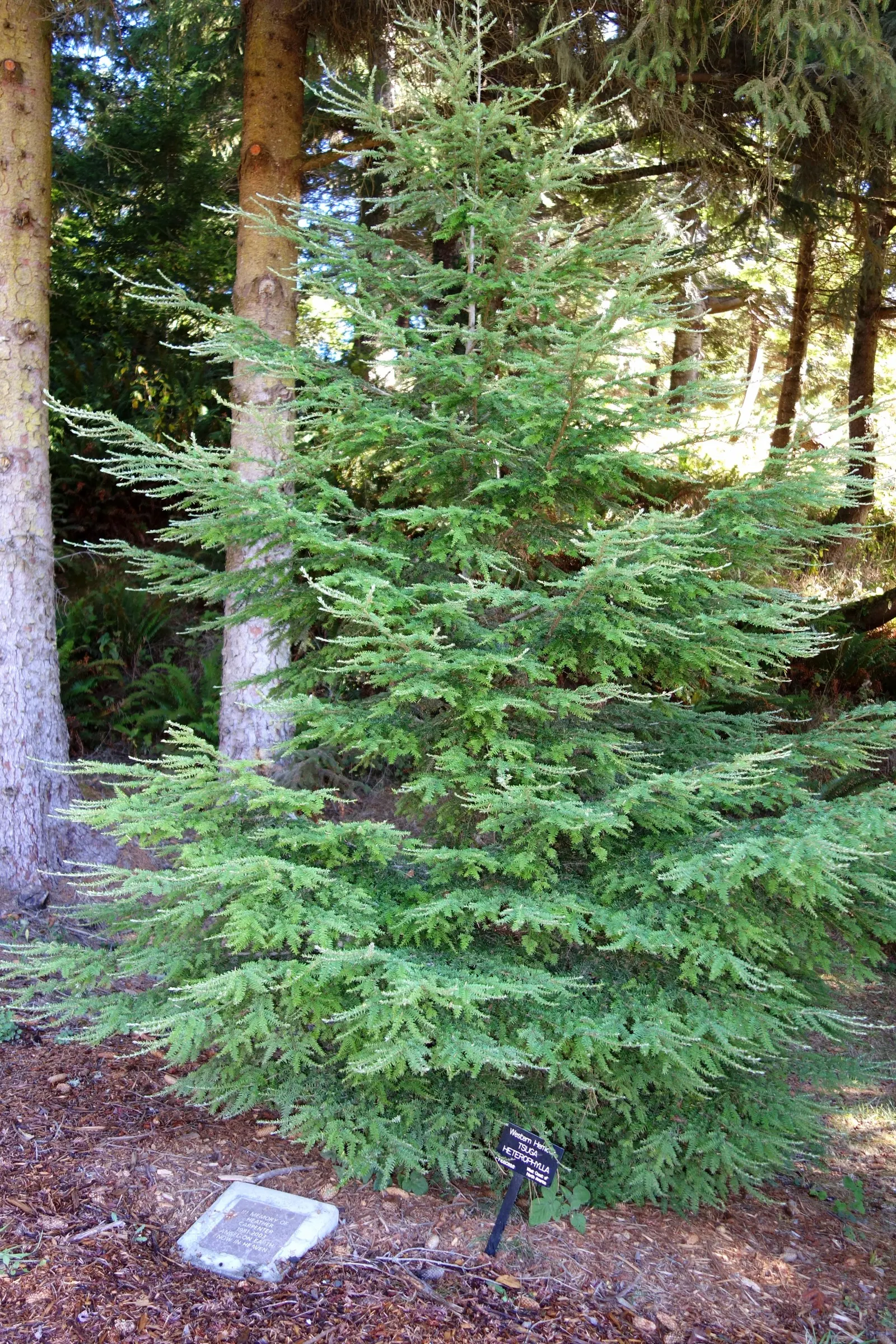 Western Hemlock (Tsuga Heterophylla) — measuring approximately 1/5 to 3/5 inch in length