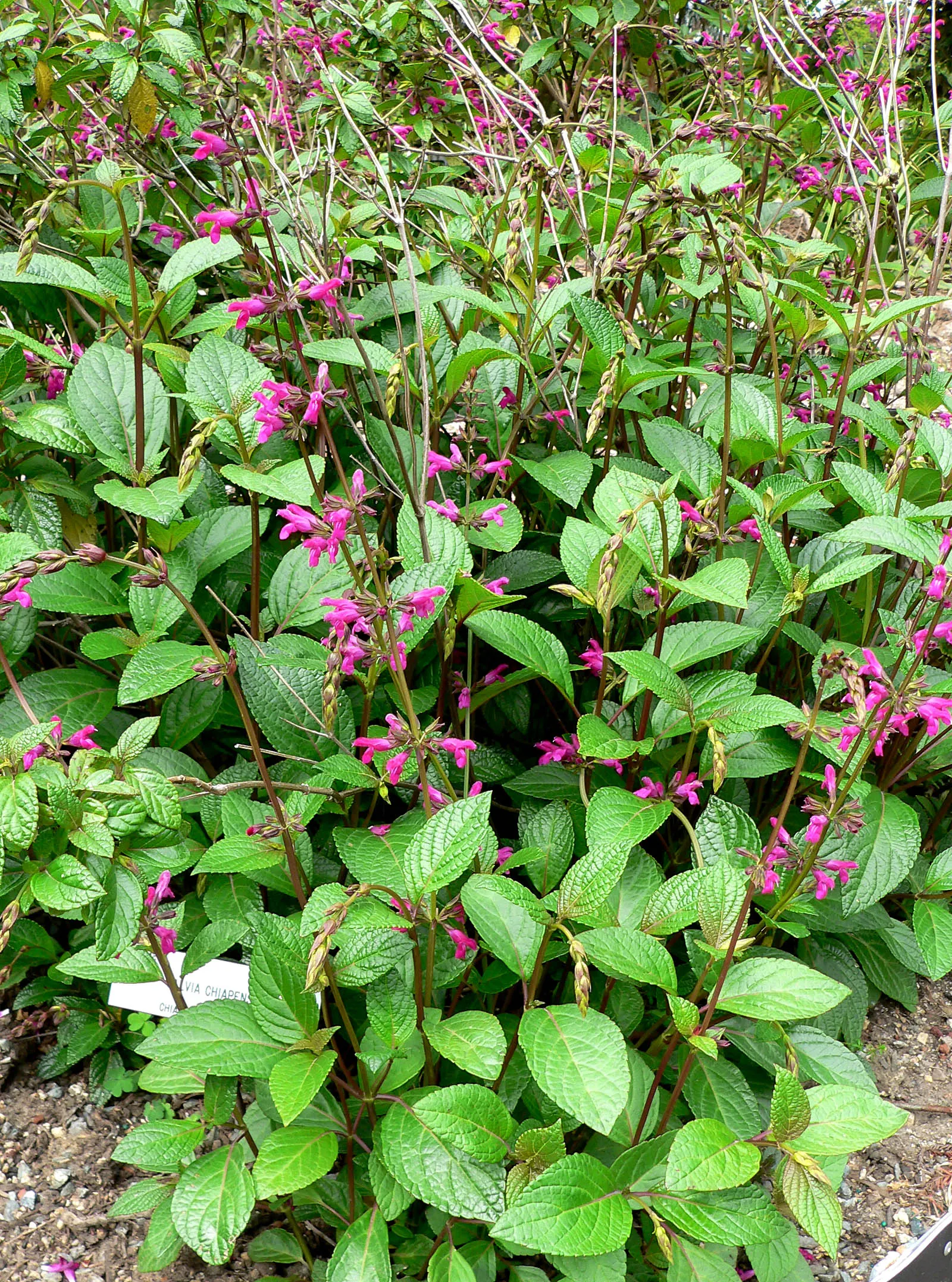 Chiapas Sage (Salvia Chiapensis) — commonly known as Chiapas Sage