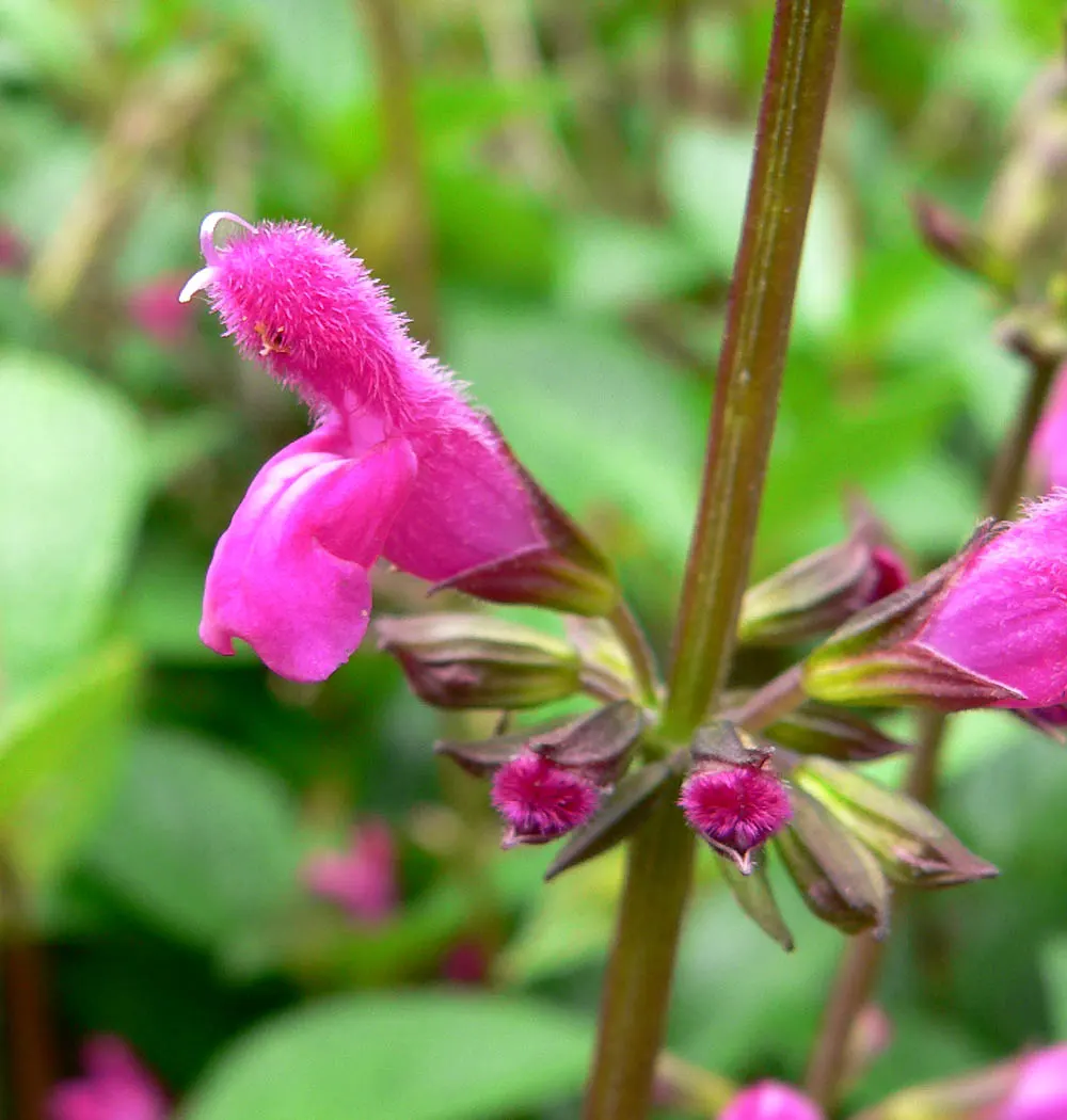 Chiapas Sage (Salvia Chiapensis) — Its lush green foliage and tubular blooms attract hummingbirds