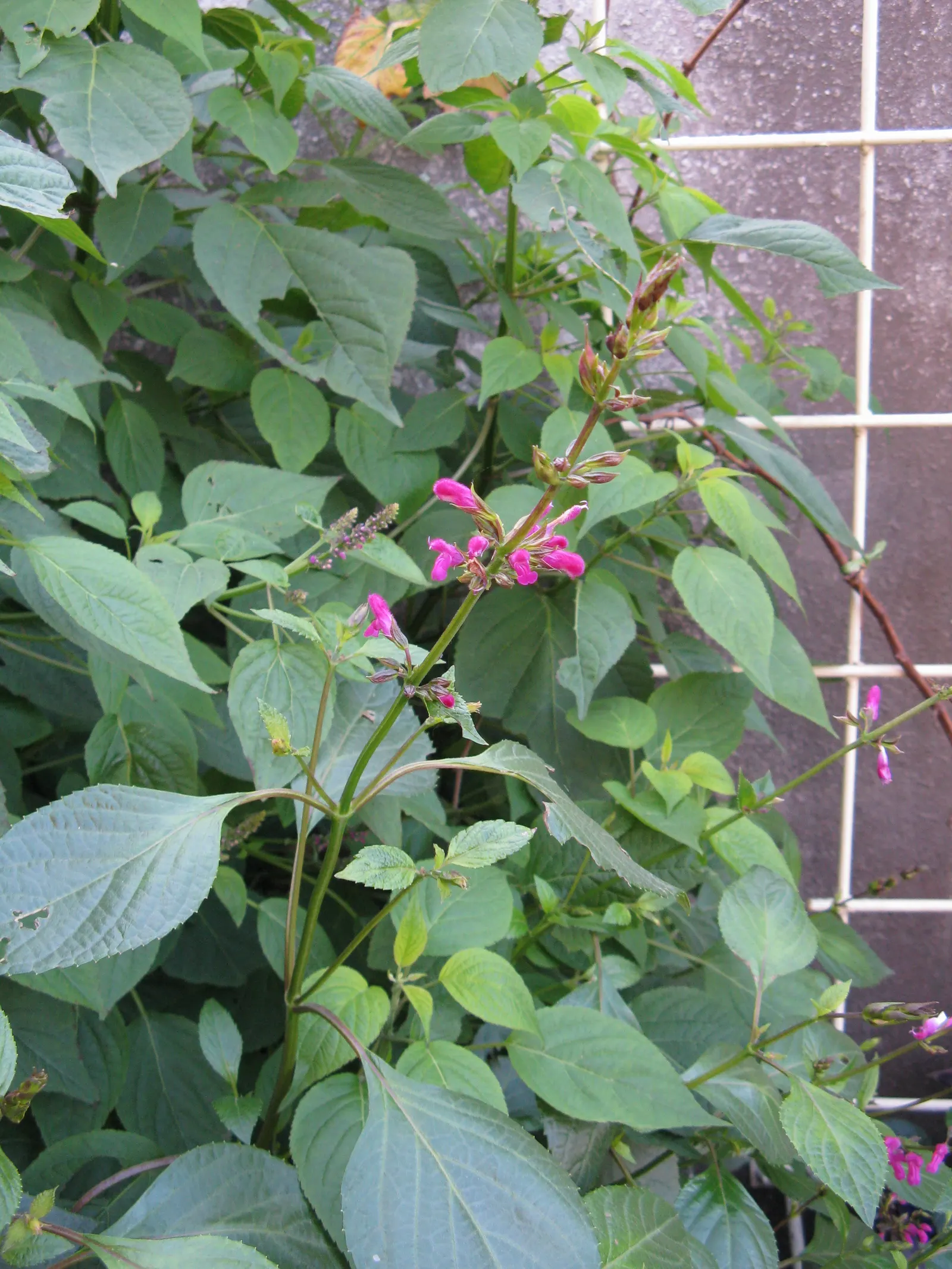 Chiapas Sage (Salvia Chiapensis) — Native to Mexico, it flourishes in USDA zones 8-10, reaching 2-3 feet in height with a similar spread