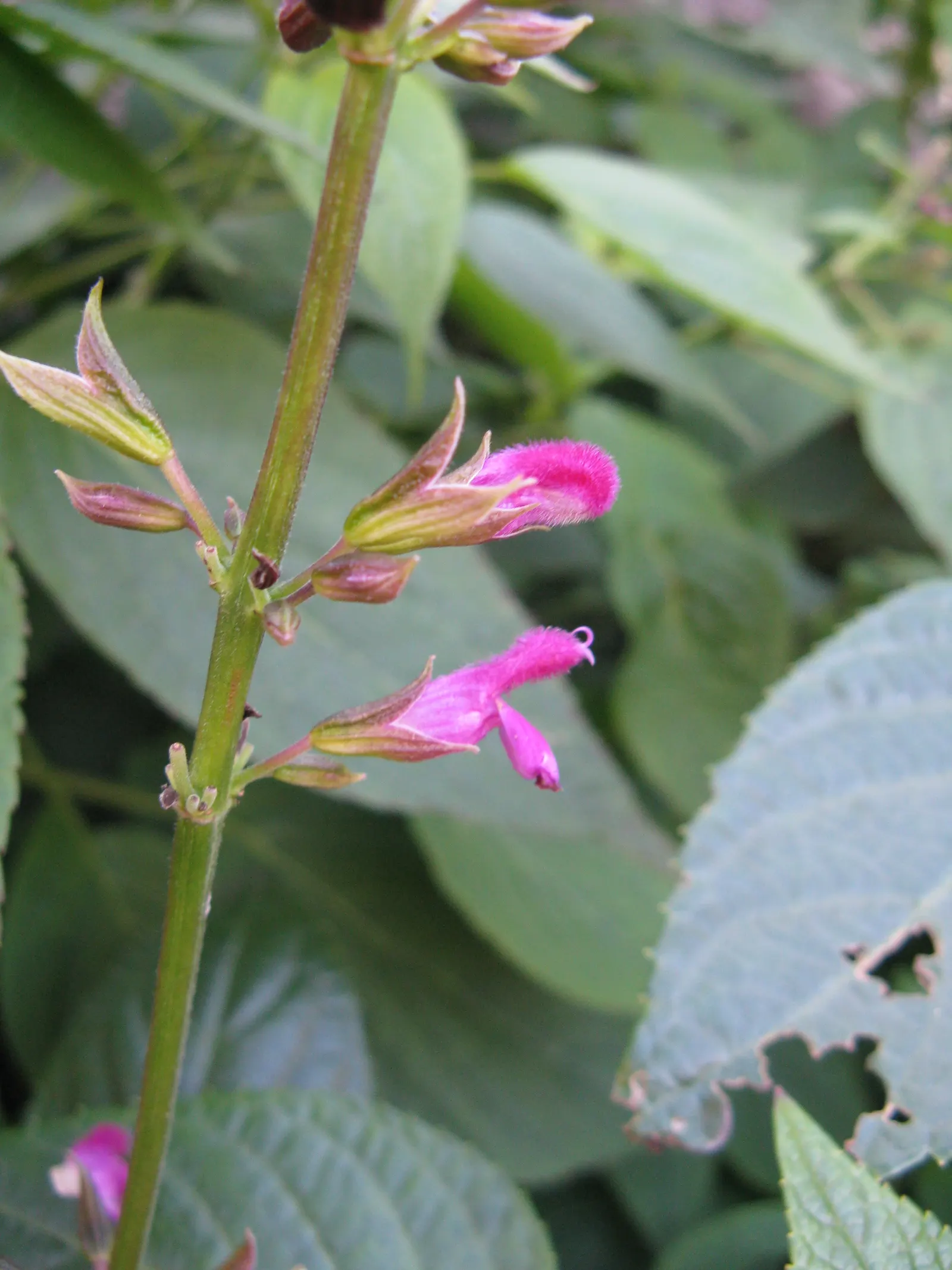 Chiapas Sage (Salvia Chiapensis) — This sage prefers partial shade and well-draining soil, offering a long blooming period from summer to fall