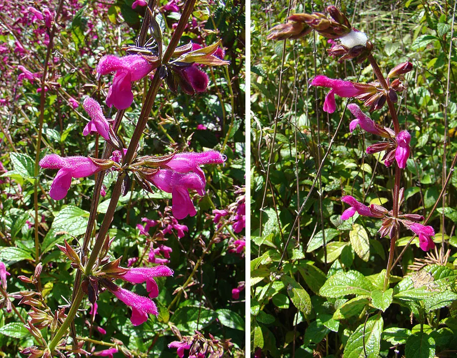 Chiapas Sage (Salvia Chiapensis) — is a vibrant and lush perennial that offers a burst of intense color and verdant foliage to any garden