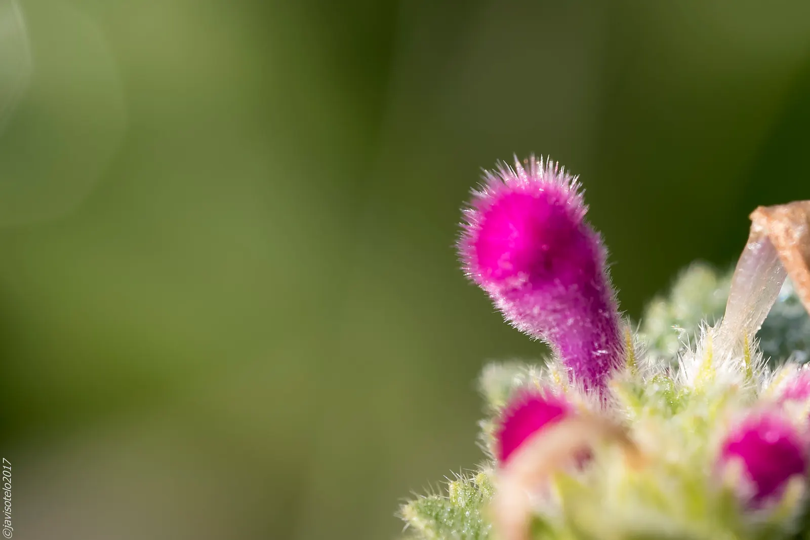 Chiapas Sage (Salvia Chiapensis) — This striking plant is native to the cool highlands of Chiapas