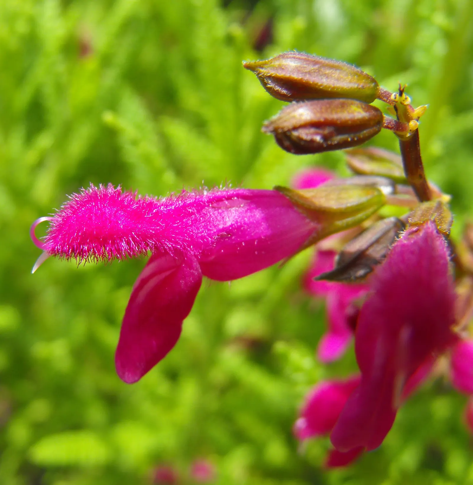 Chiapas Sage (Salvia Chiapensis) — commonly referred to as Chiapas Sage
