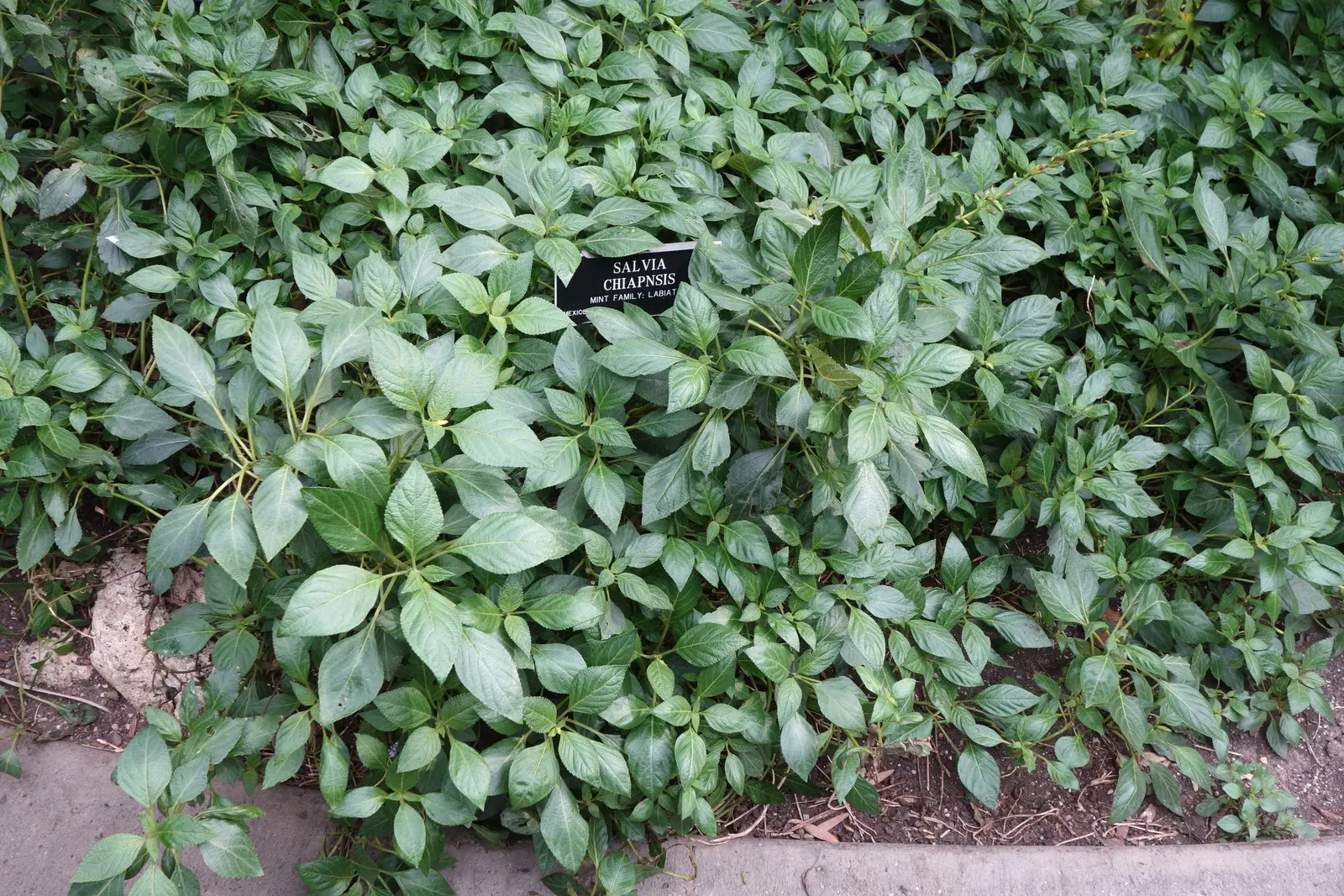 Chiapas Sage (Salvia Chiapensis) — making it an excellent choice for pollinator gardens