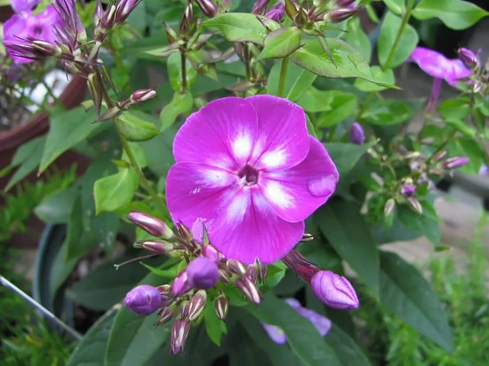 Laura Phlox (Phlox Paniculata 'Laura') — 'Laura' Phlox (Phlox paniculata 'Laura') is a prized perennial for its mid-summer to early-fall bloom